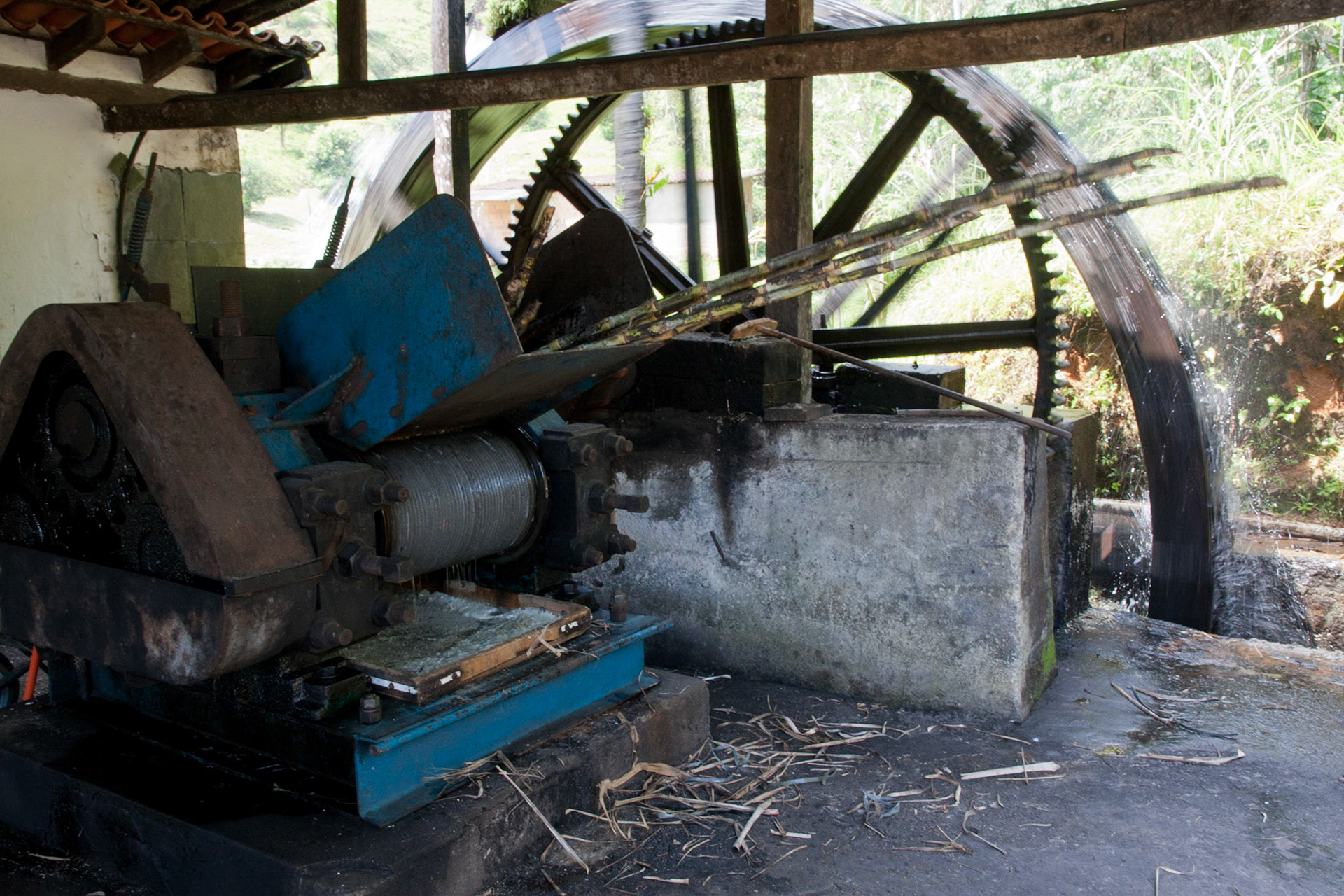 Sugar cane being crushed for cachaca production