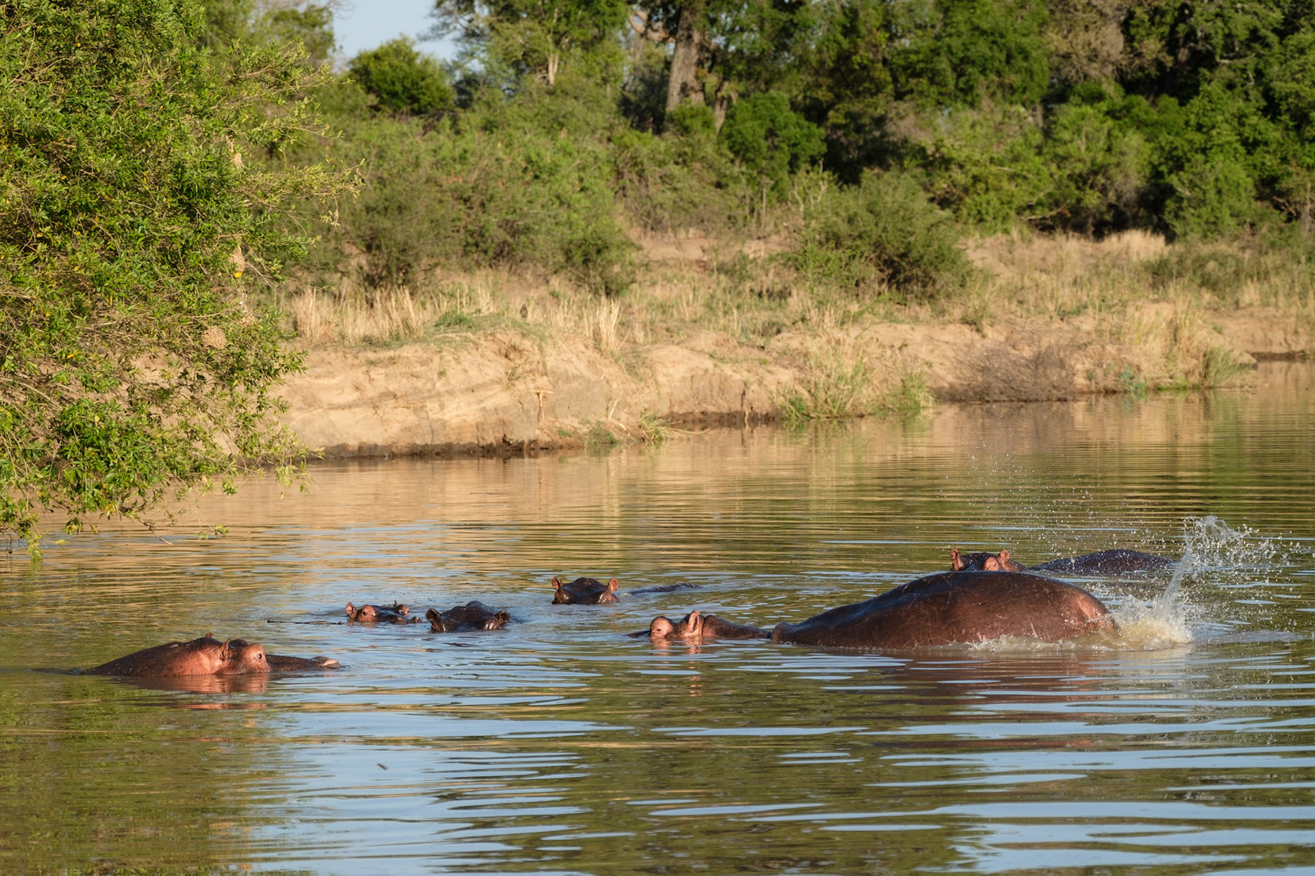 Hippos in the Sand River