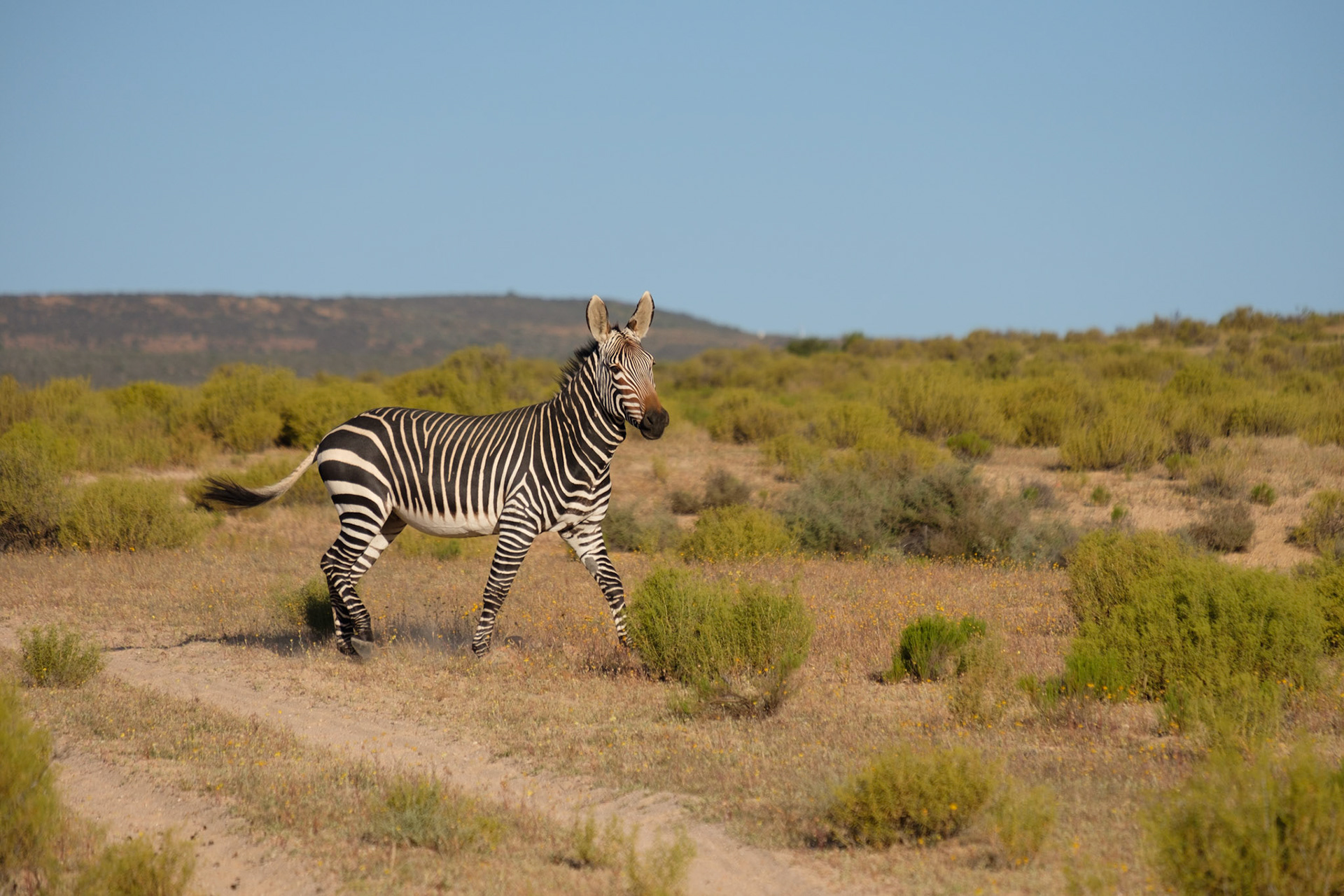 Cape Mountain zebra