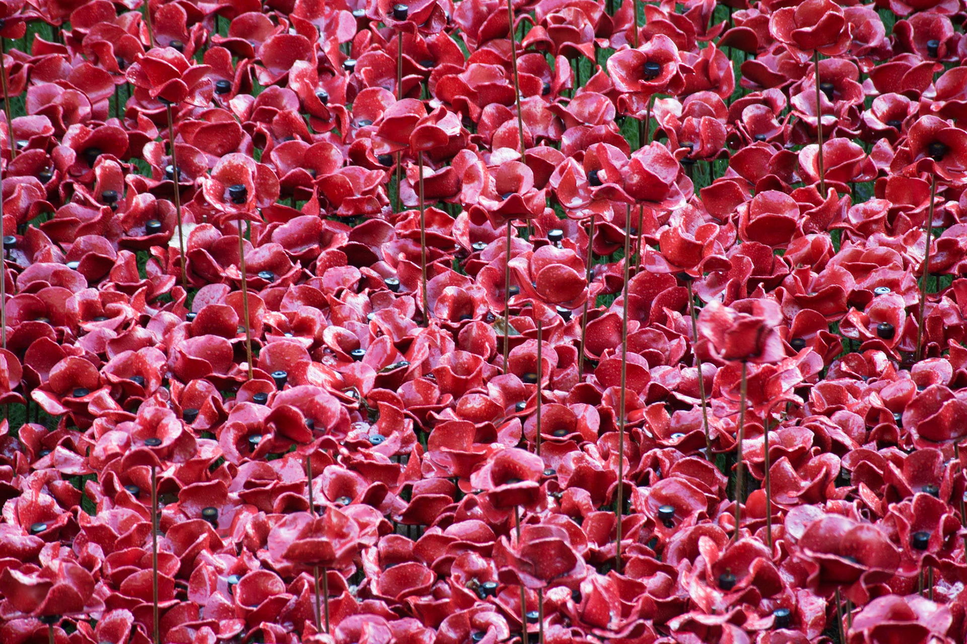 Poppies in moat at Tower of London