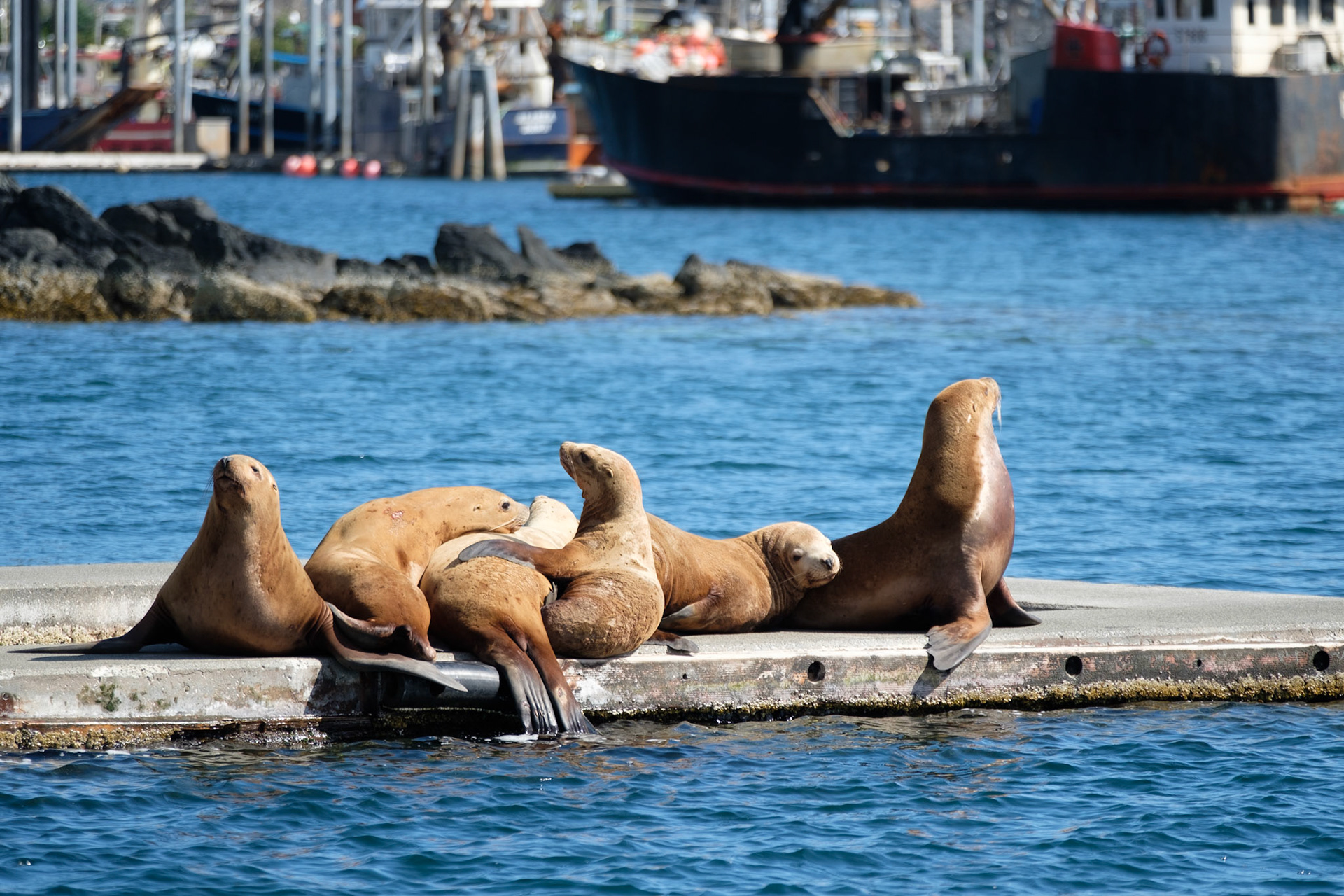 Stellar sea lions