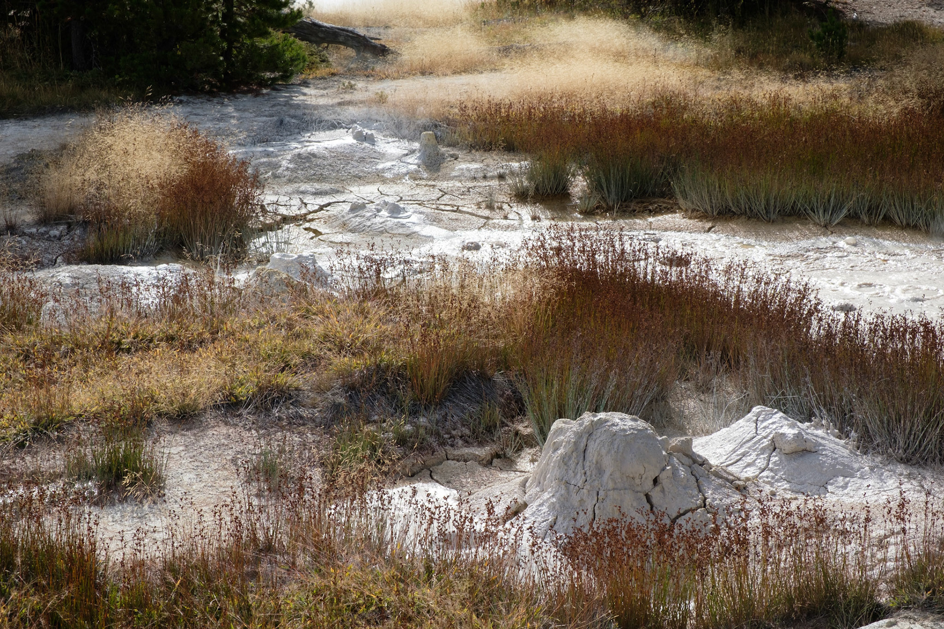West Thumb hot springs