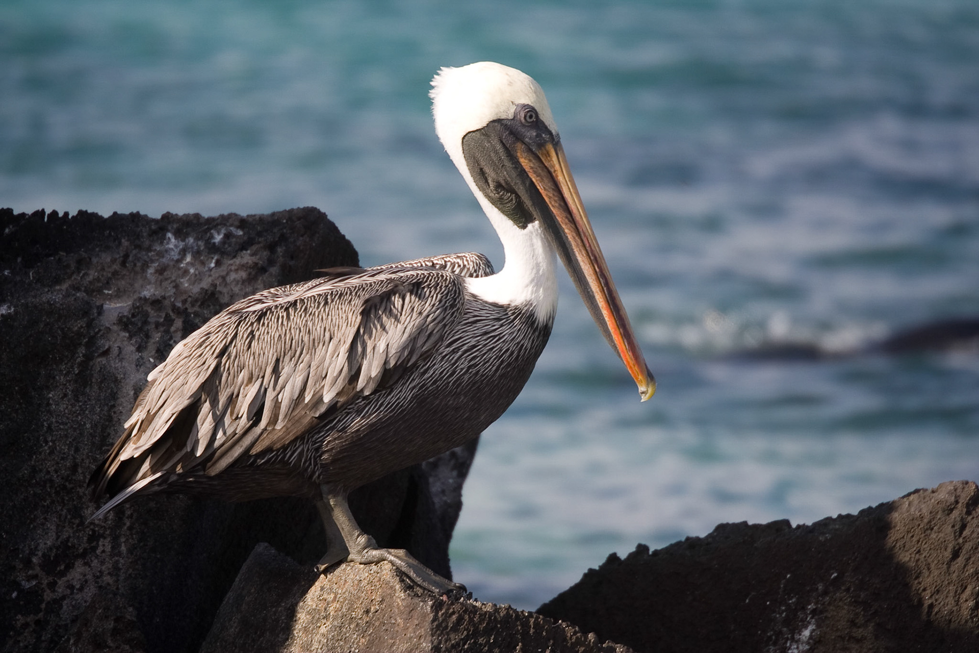 Brown pelican
