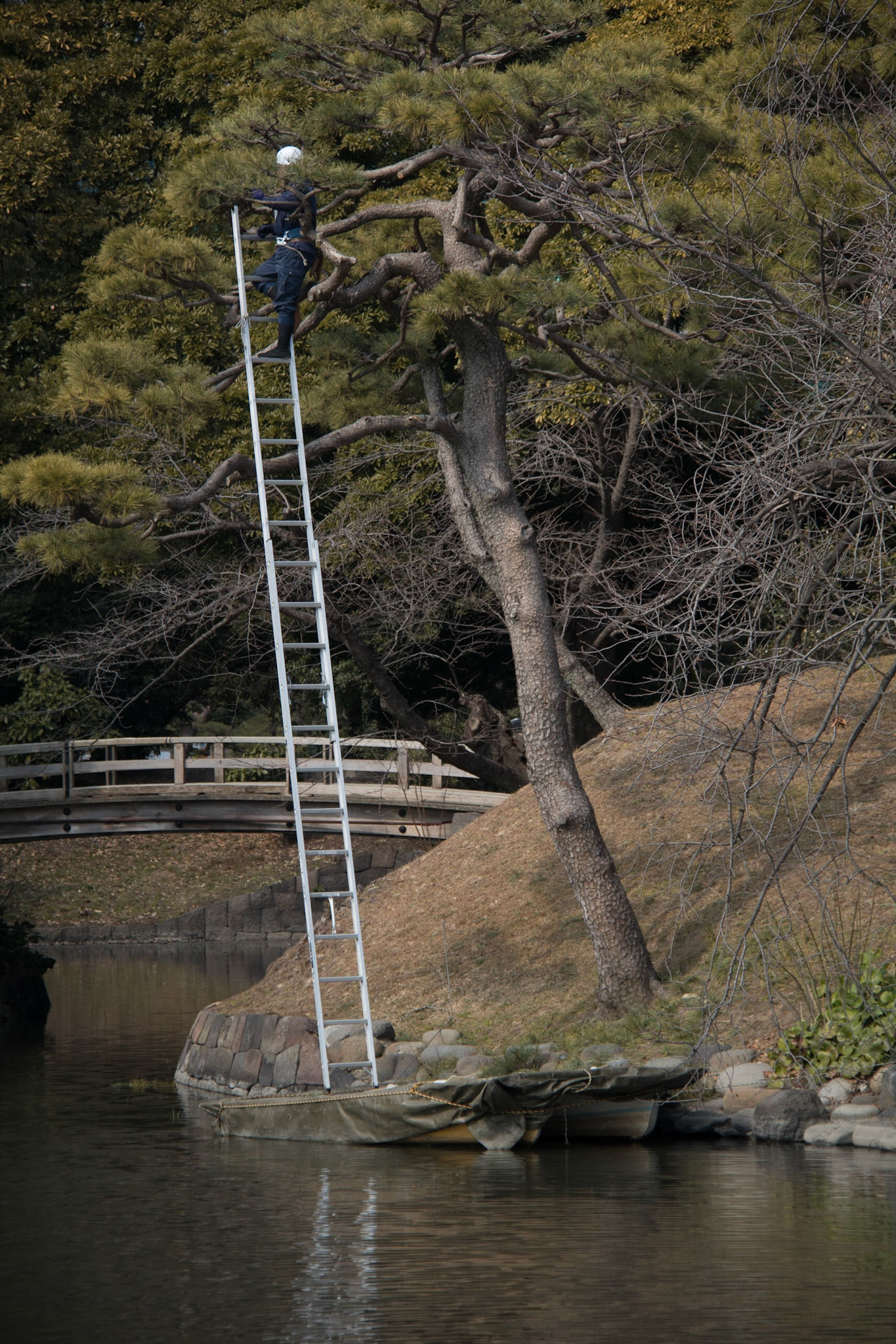 Pruning a black pine