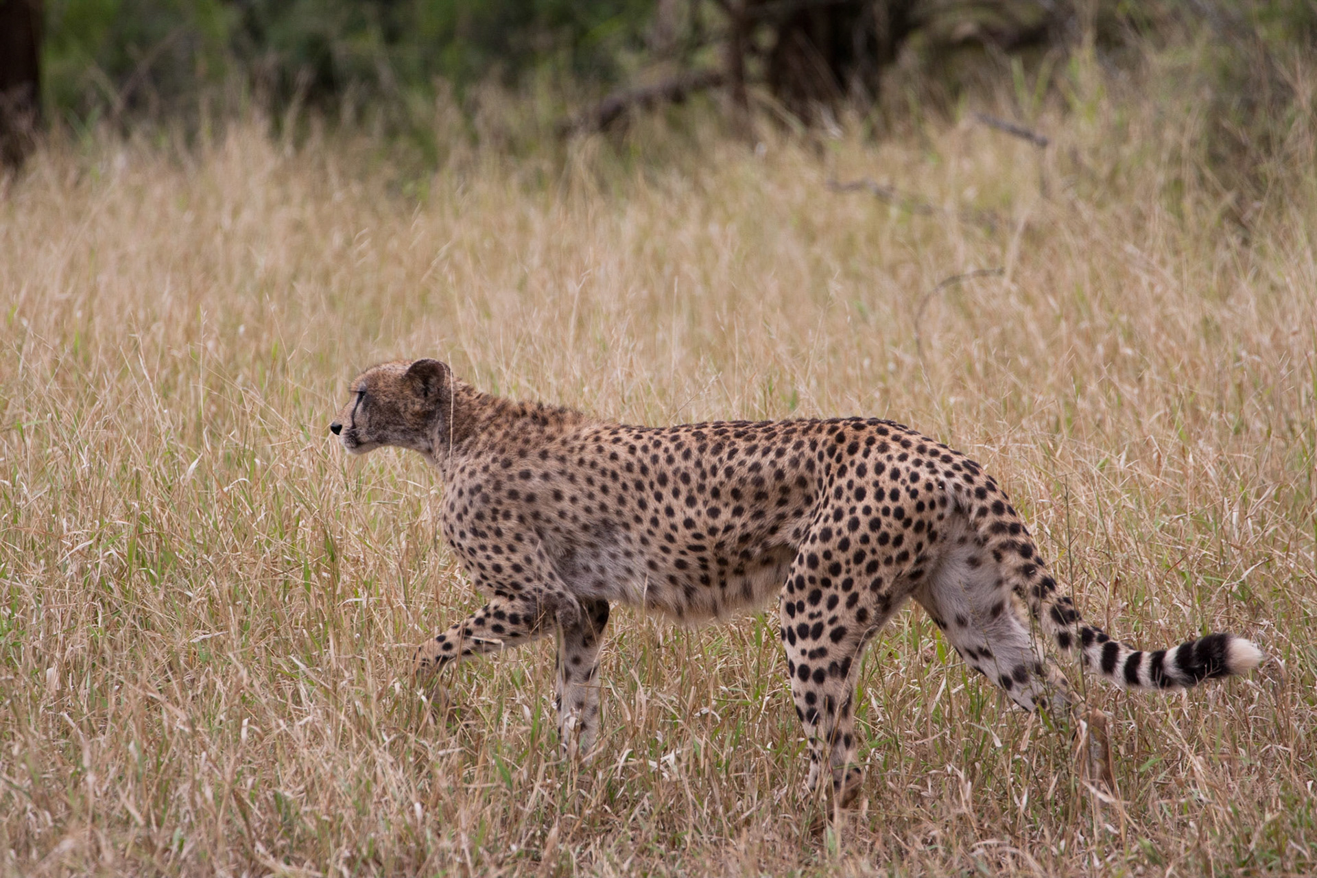 Female cheetah