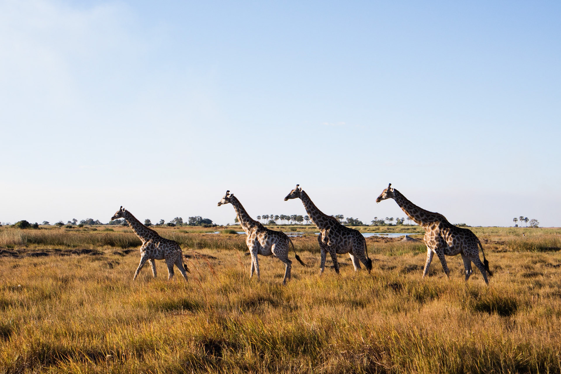 Giraffes at Selinda