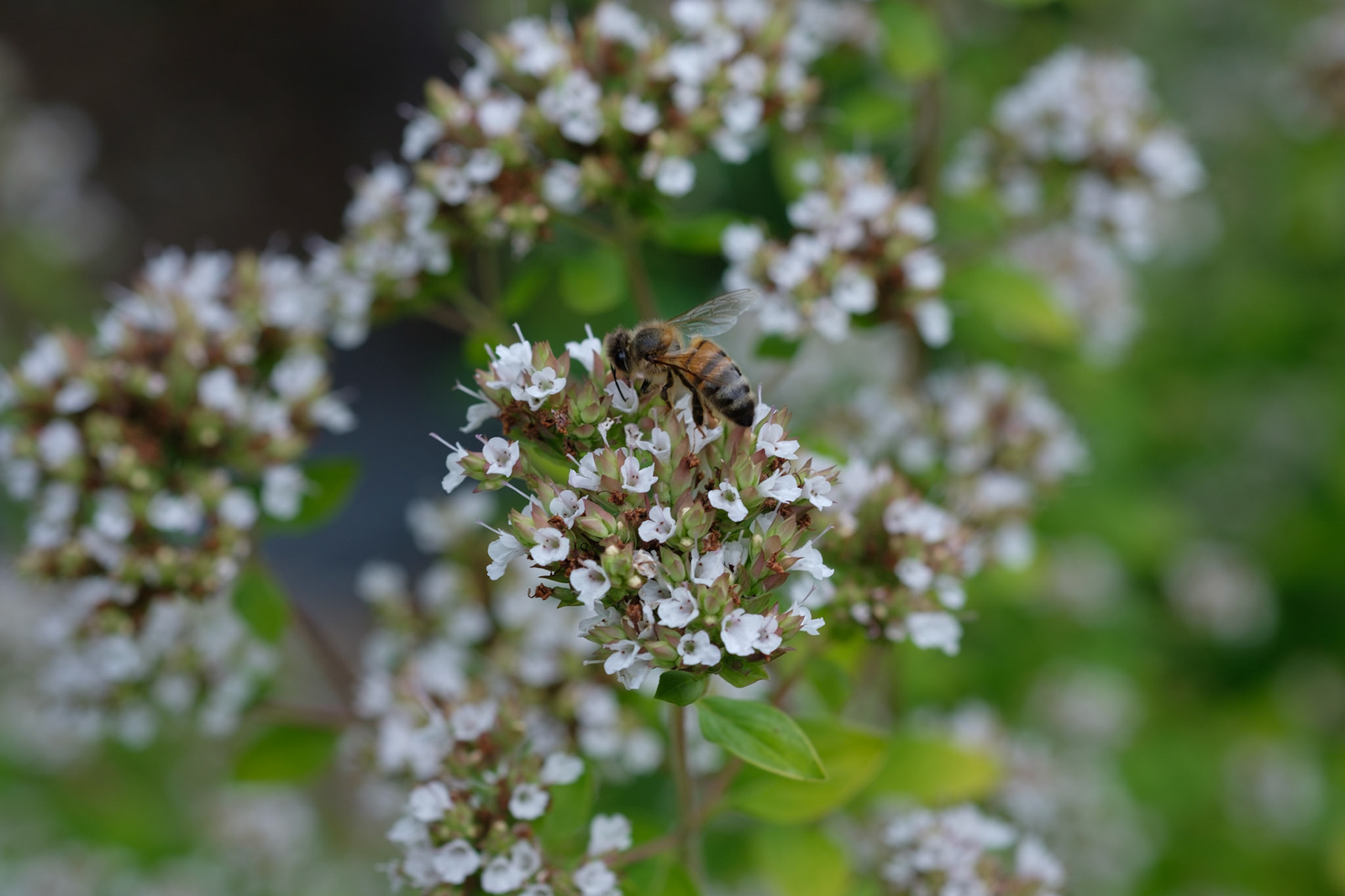 Bee on oregano flower
