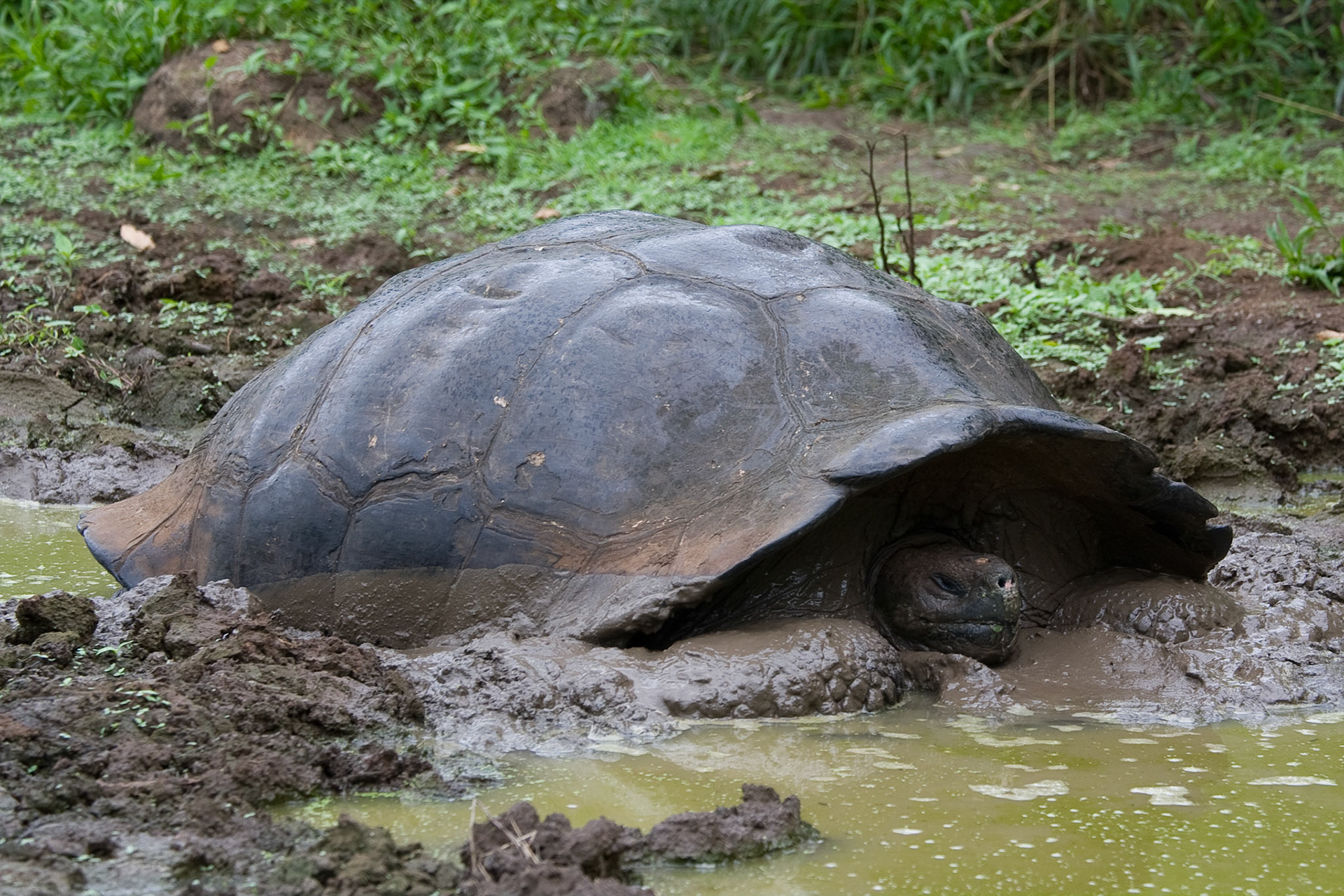 Giant tortoise in the wild