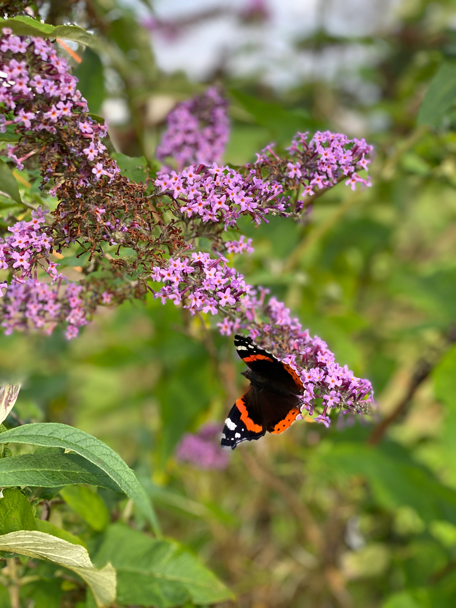 Red admiral butterfly