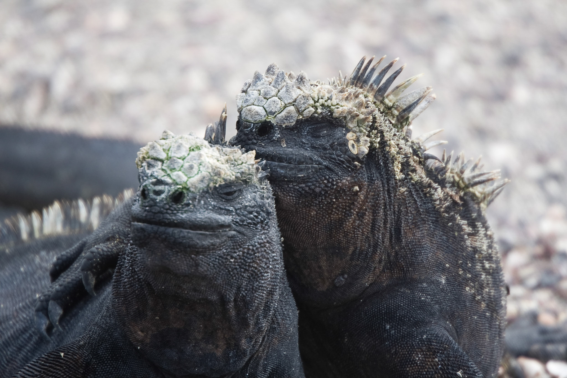Marine iguanas
