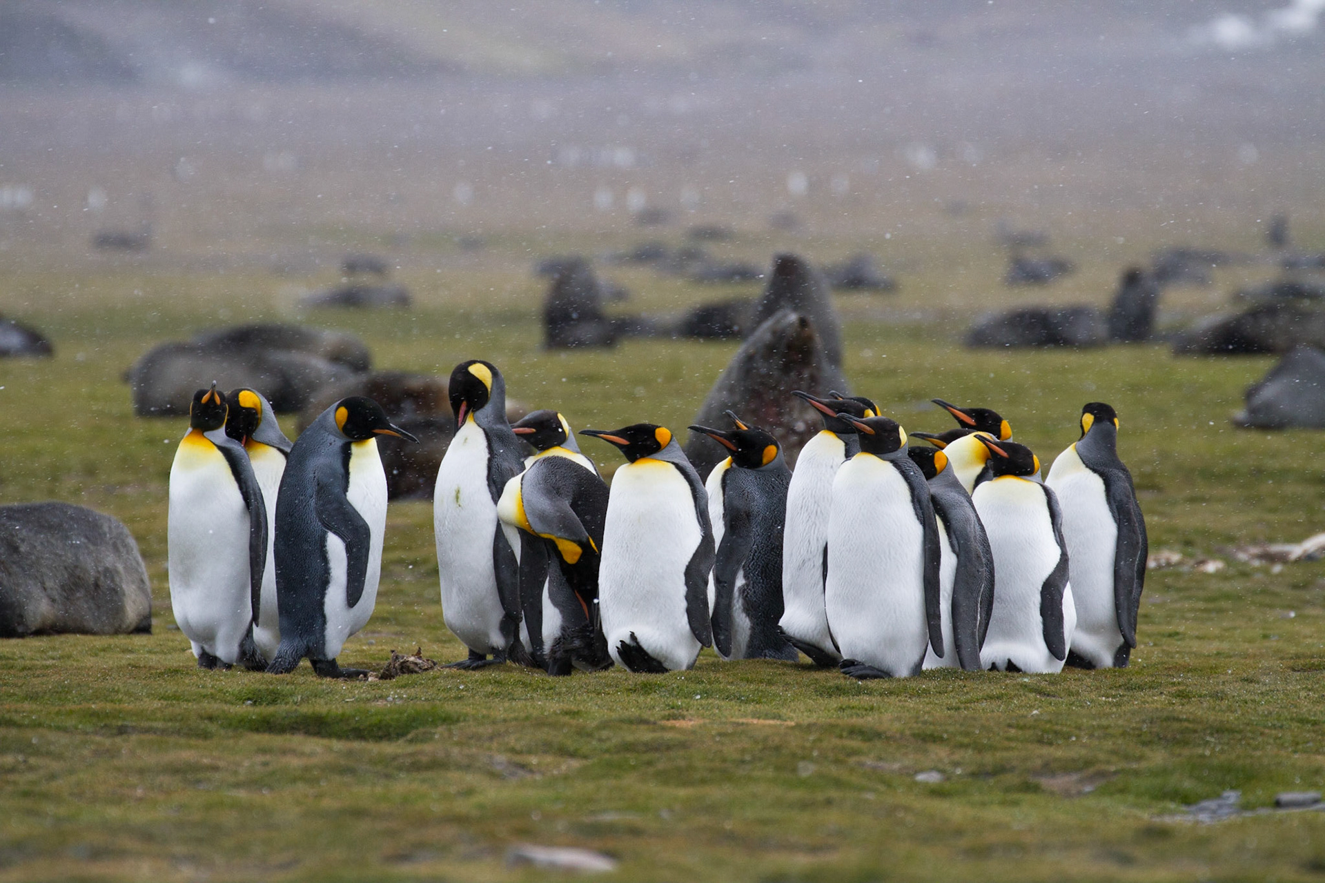 King penguins