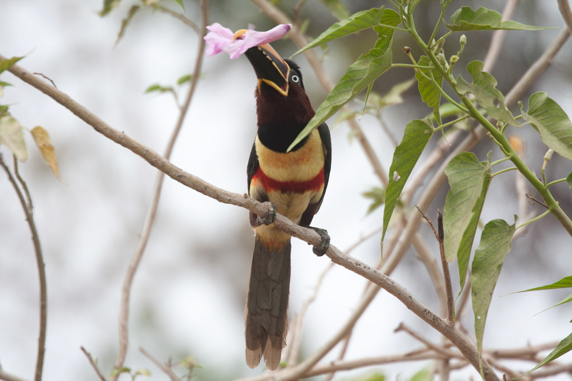 Chestnut-eared aracari
