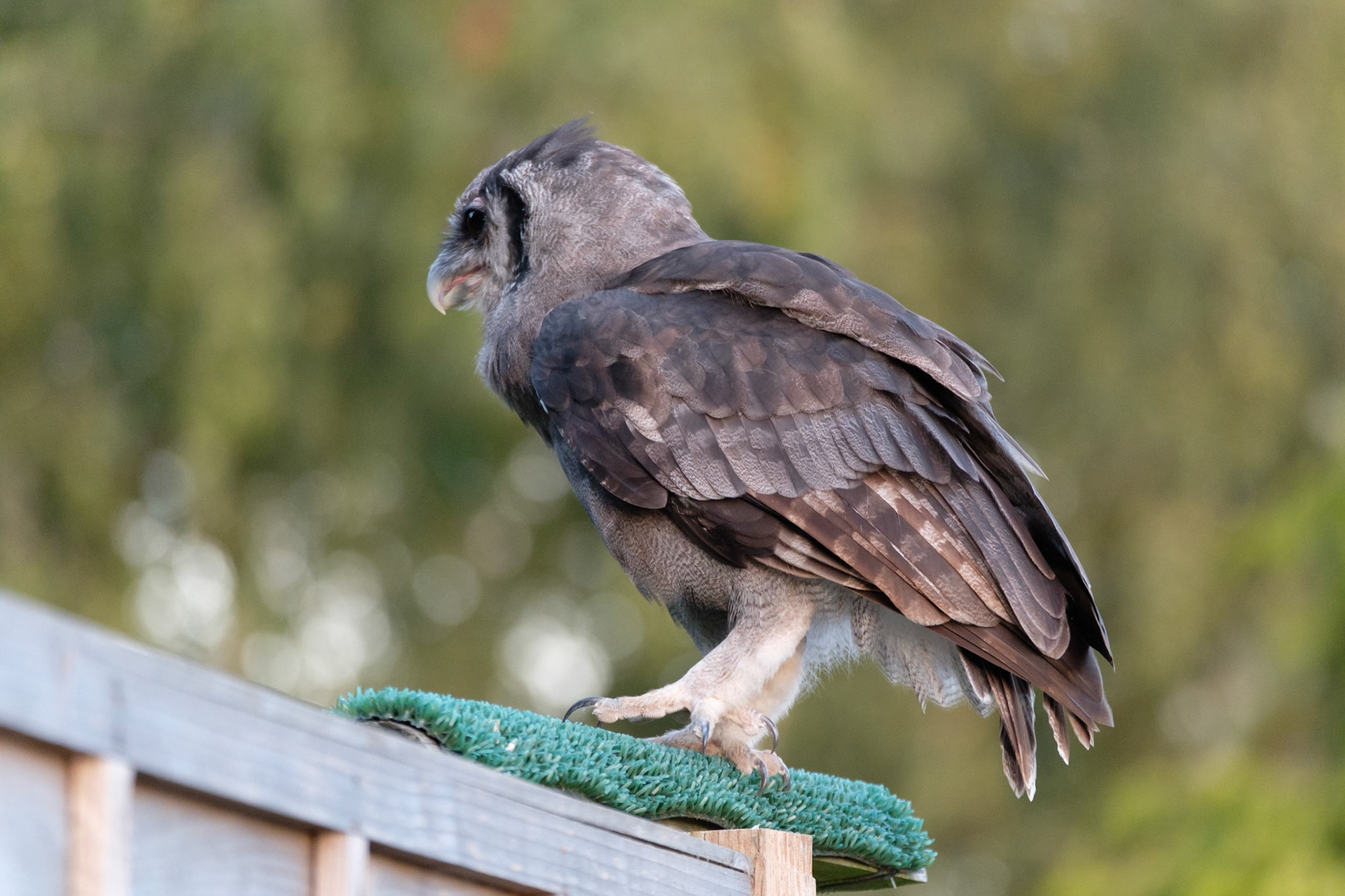 Verreaux’s eagle owl