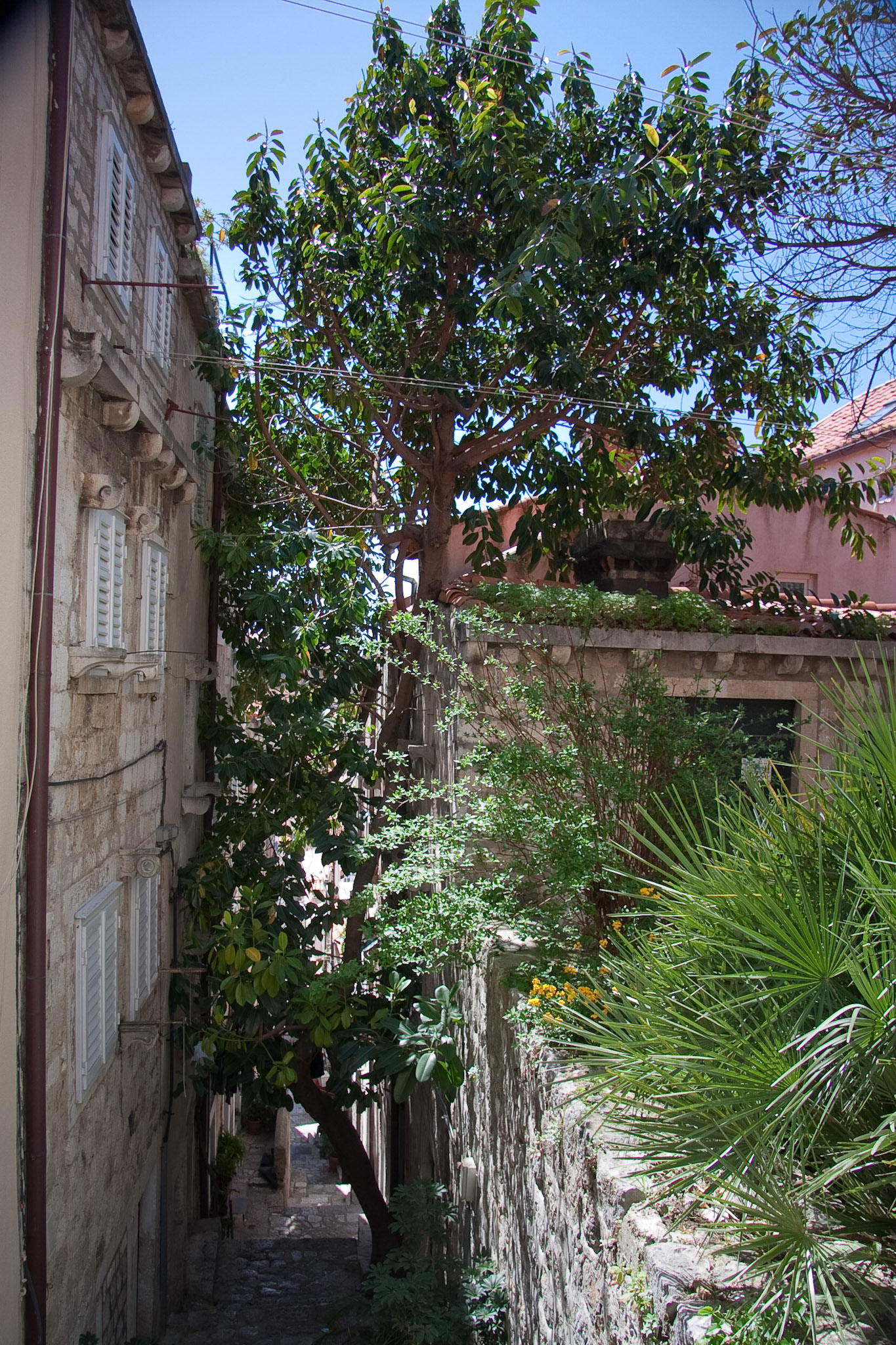 Tree growing in one of the narrow streets!
