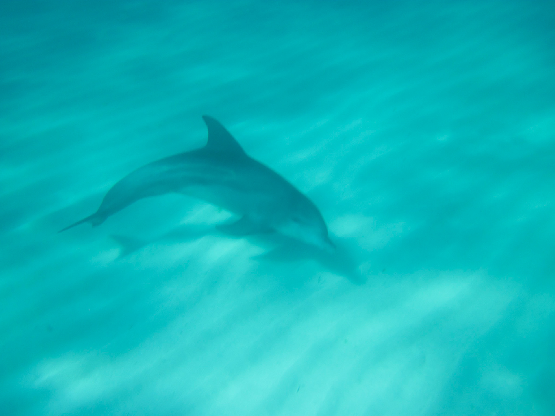 Swimming with a dolphin
