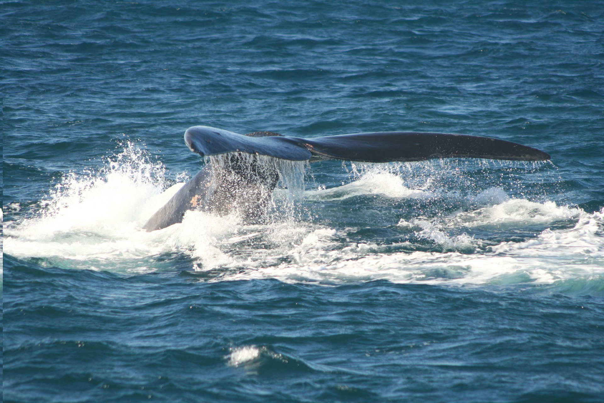 Southern Right Whale