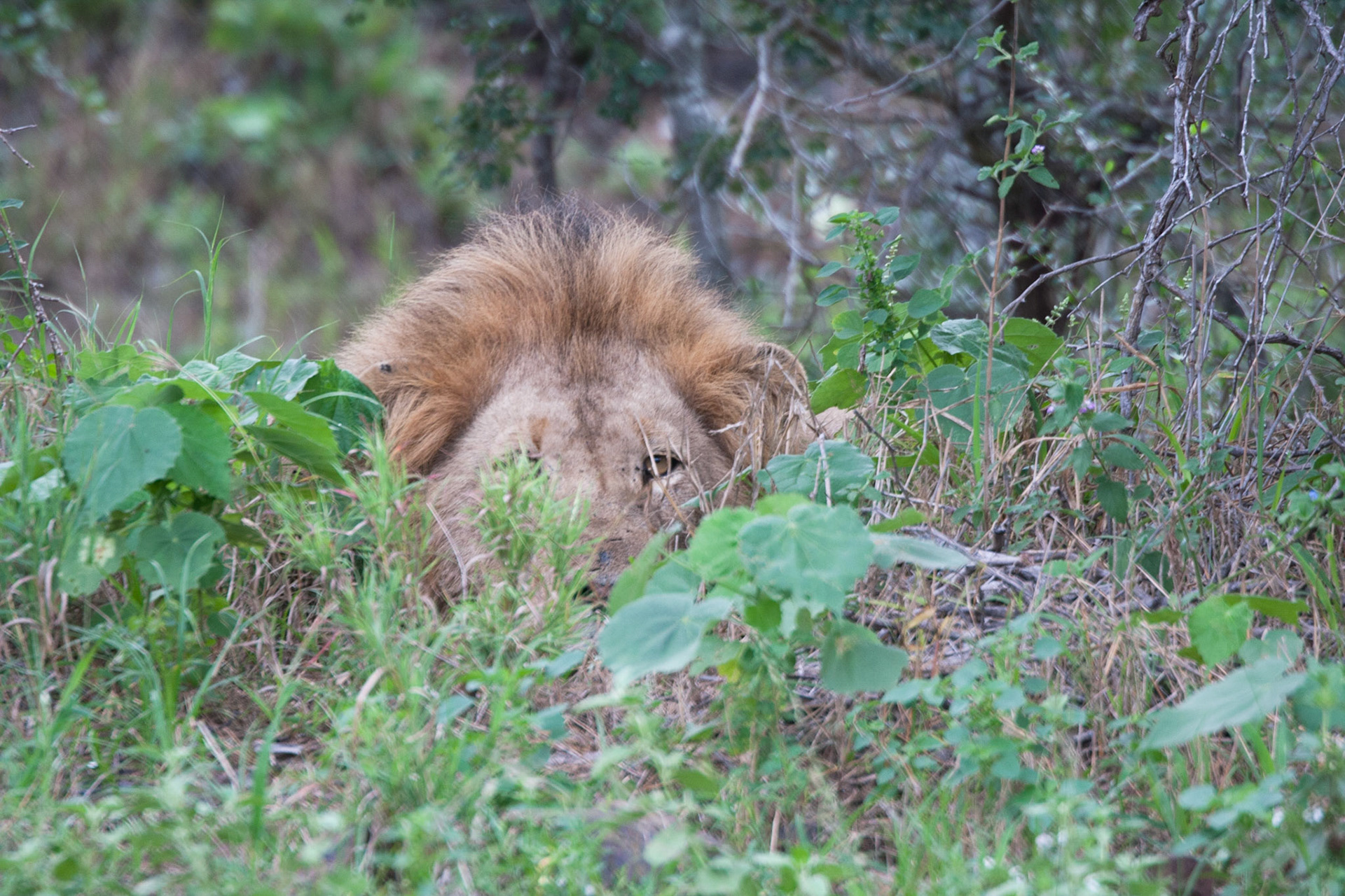 The lion that wanted to scare us!