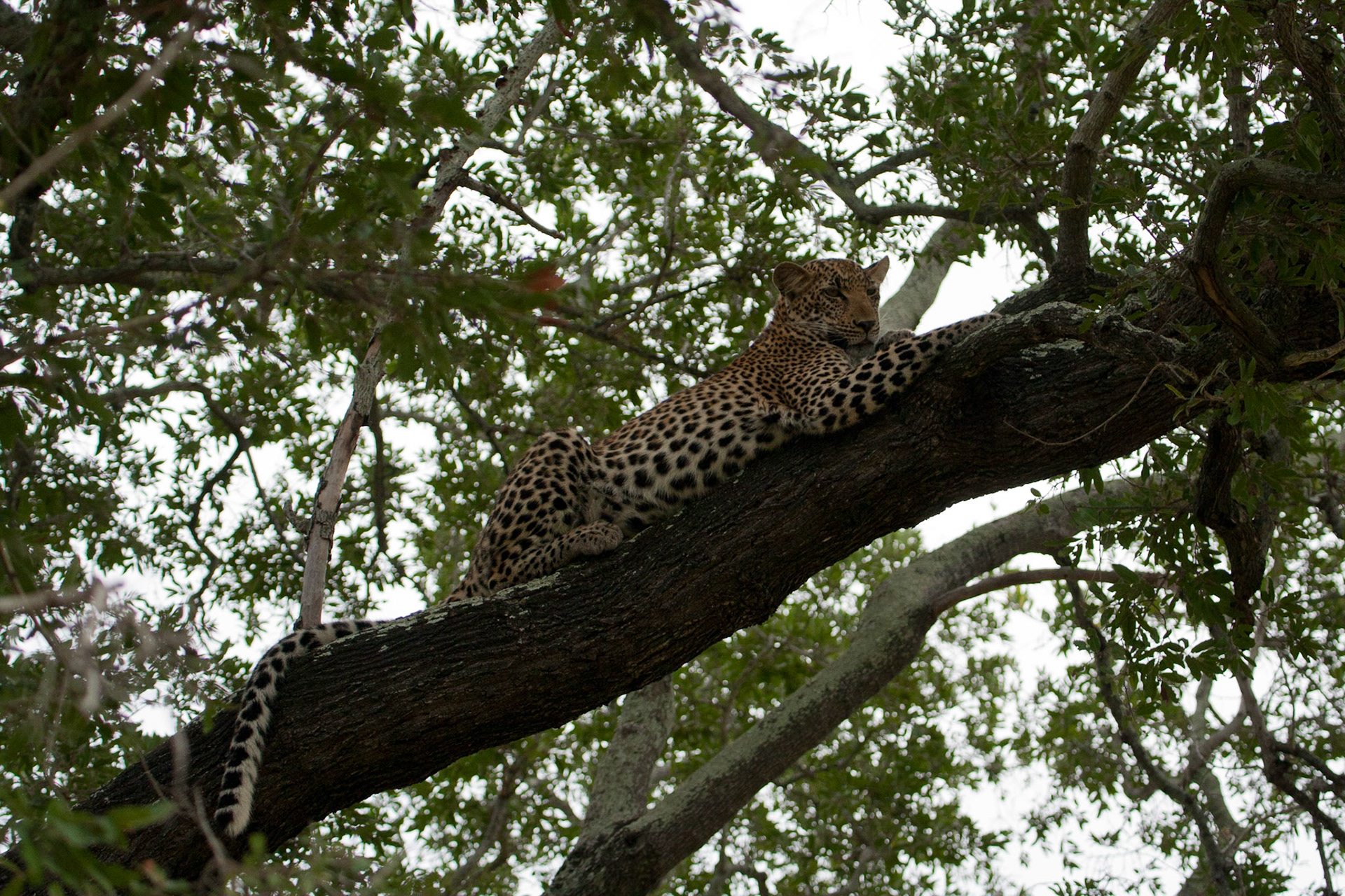 Female leopard cub