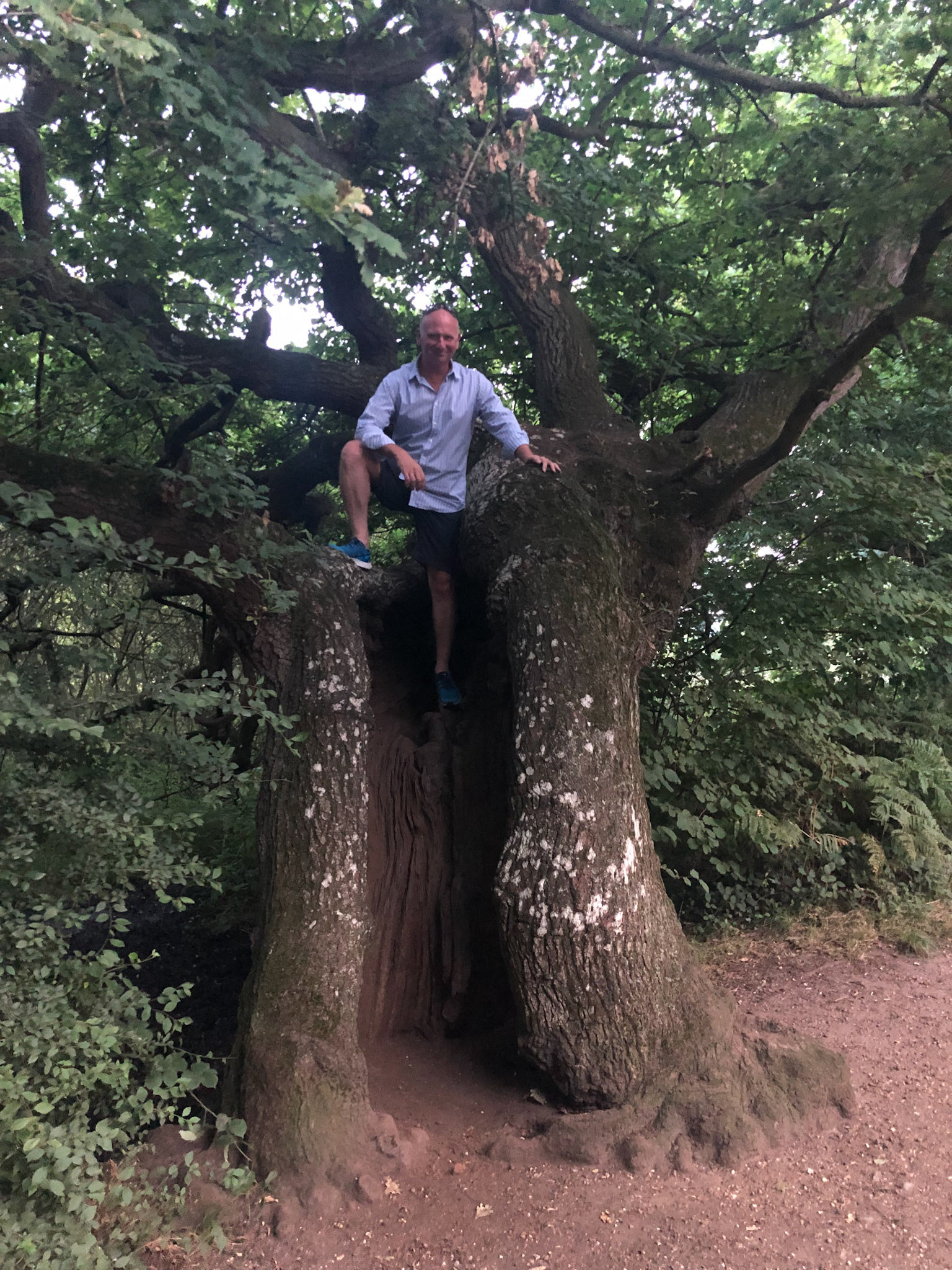 Ancient oak tree at Salhouse Broad