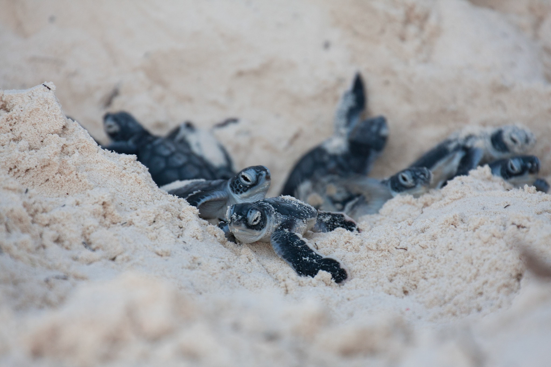 Green turtle hatchlings leaving the nest