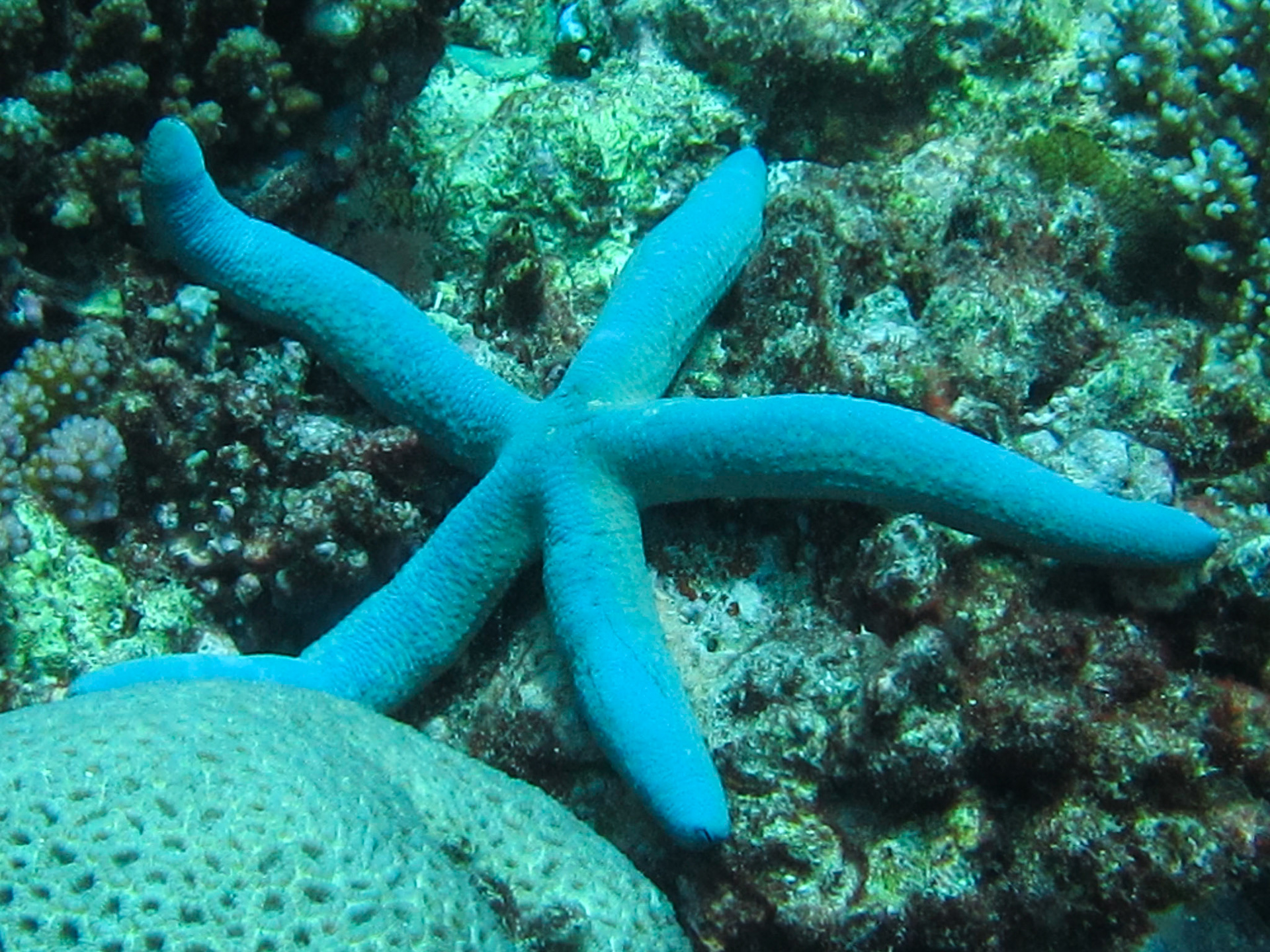 Blue starfish
