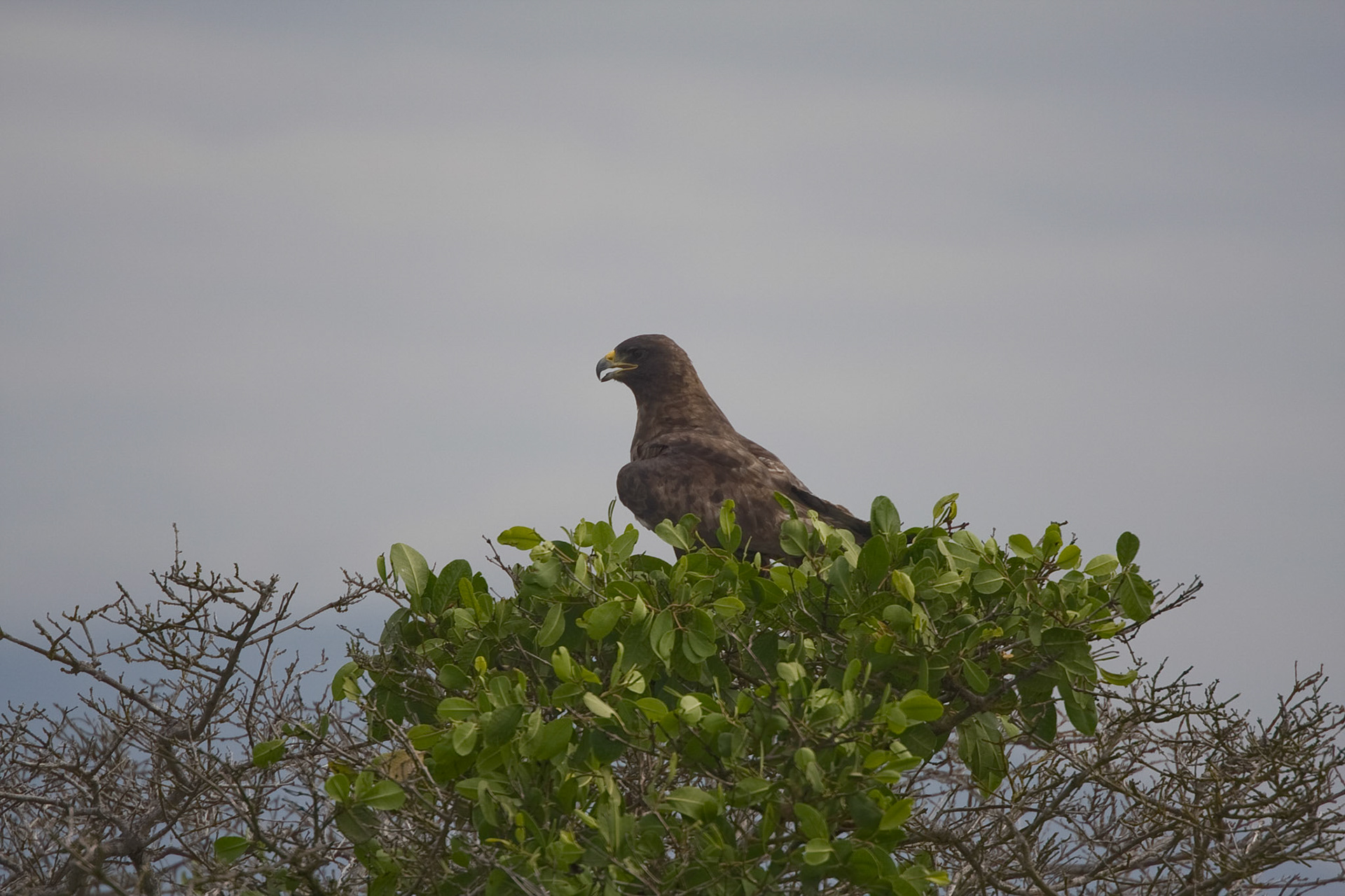 Galapagos hawk