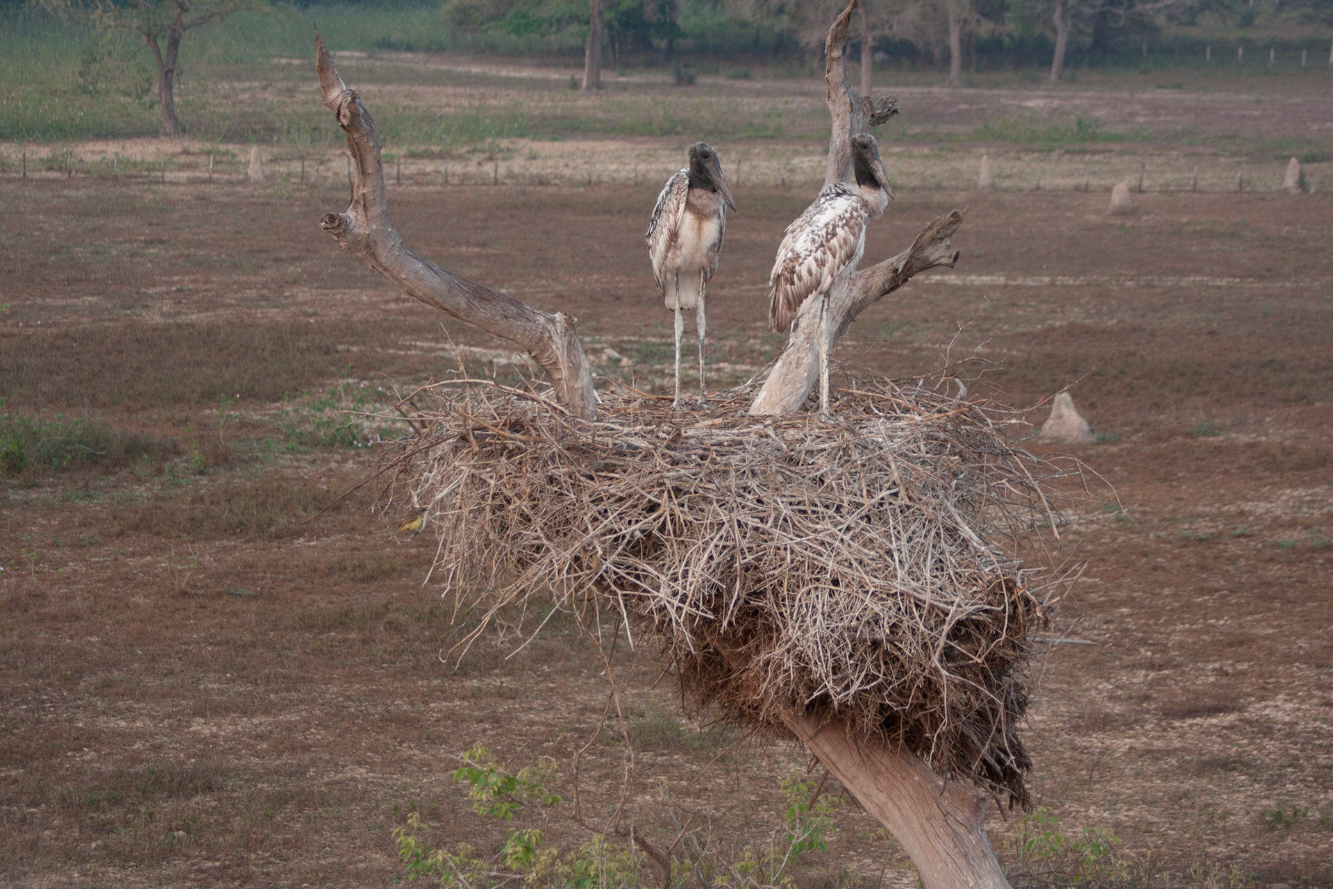 Young jabiru storks in nest at PWC