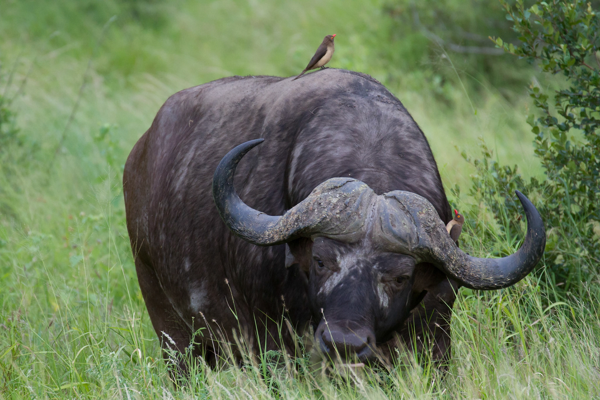 Buffalo bull
