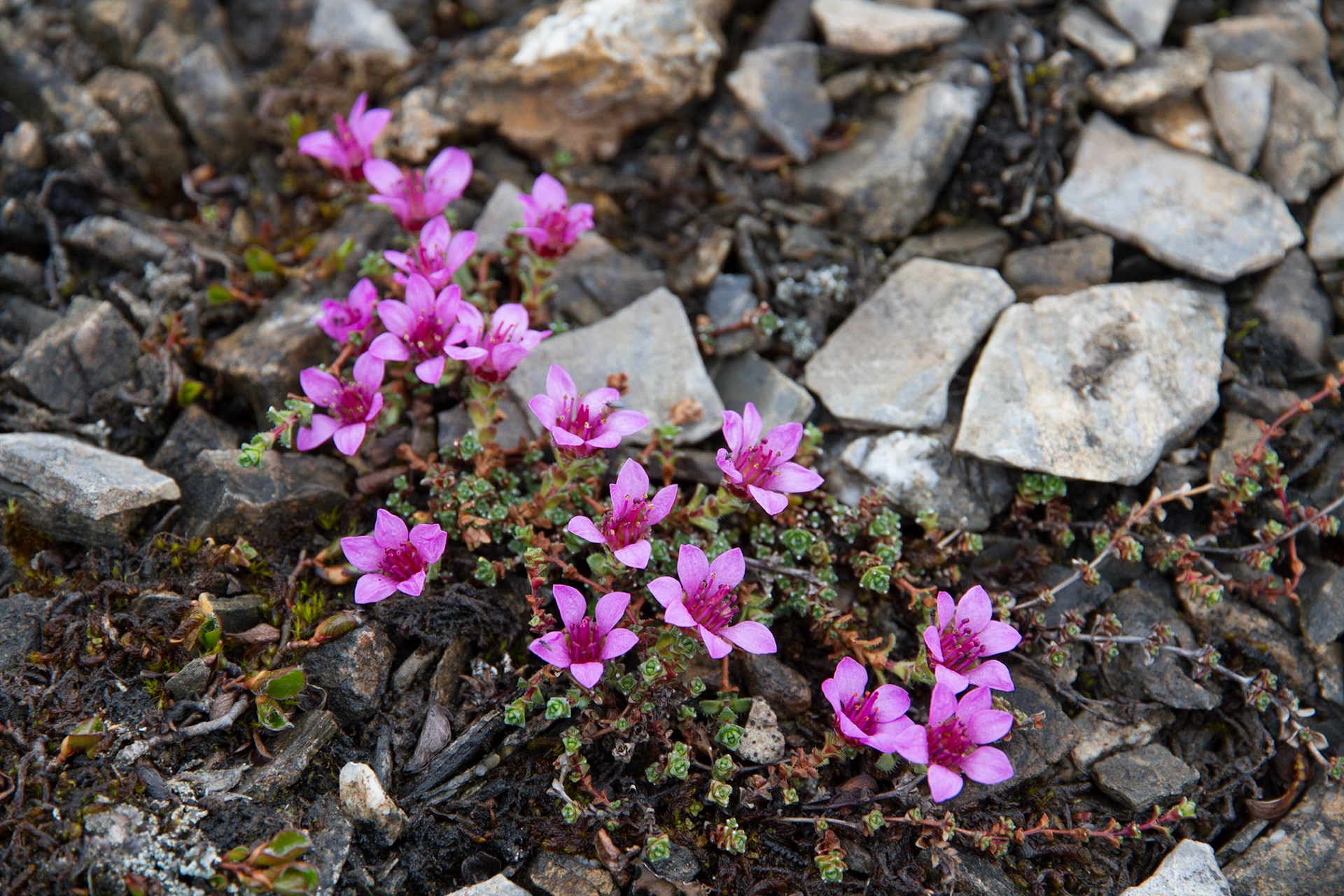 Purple saxifrage