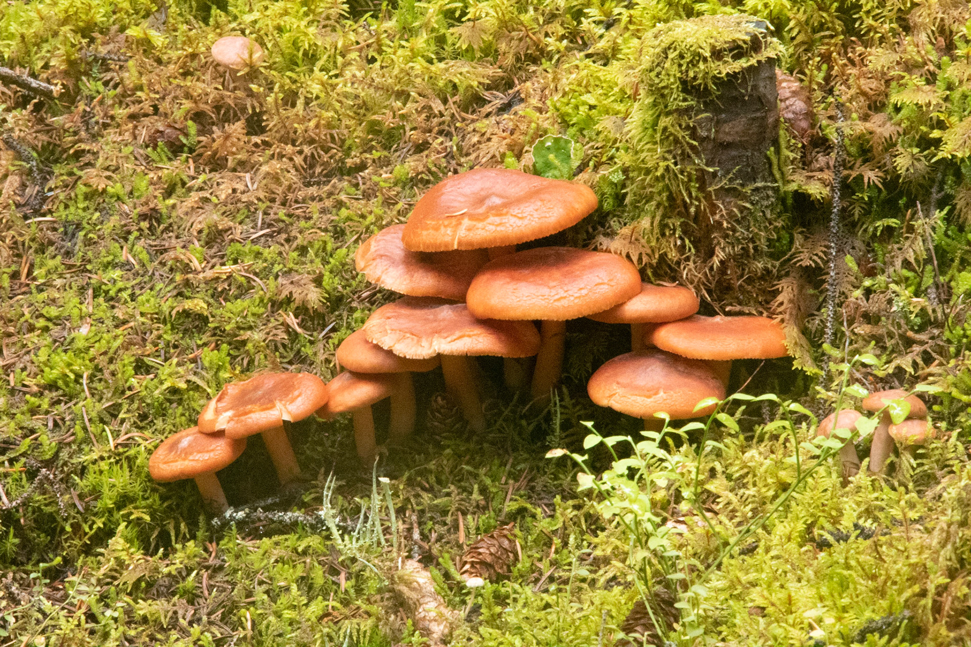 Mushrooms at Moraine Lake