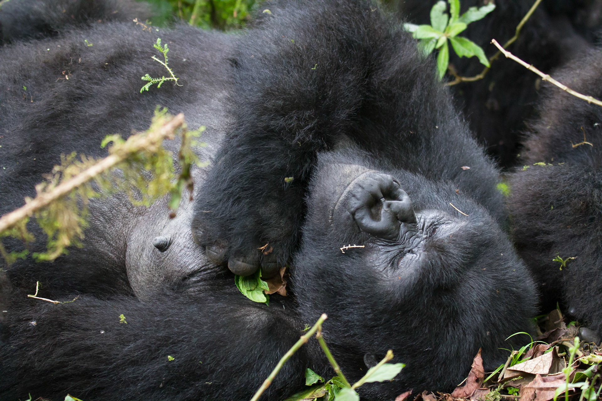 Mountain gorilla