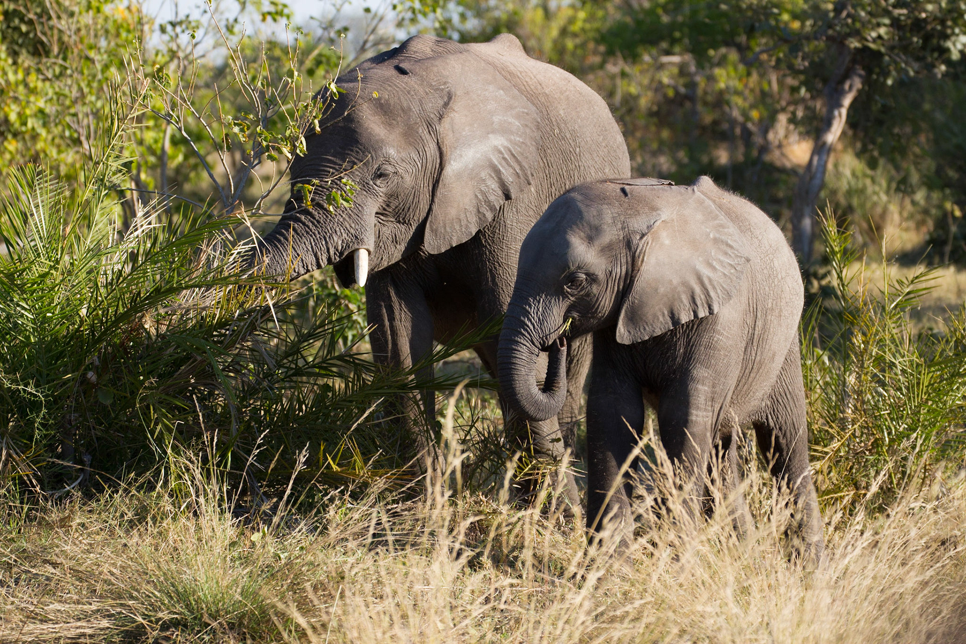 Elephants feeding, Okavango Delta
