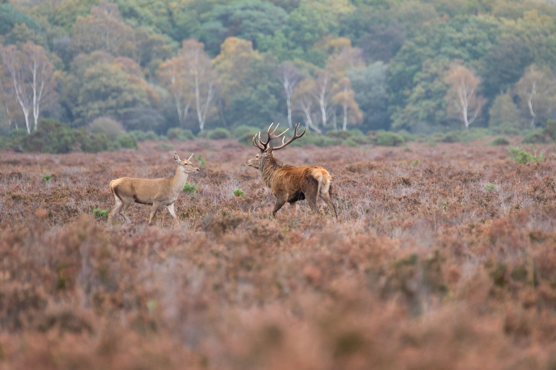 Red deer stag and hind
