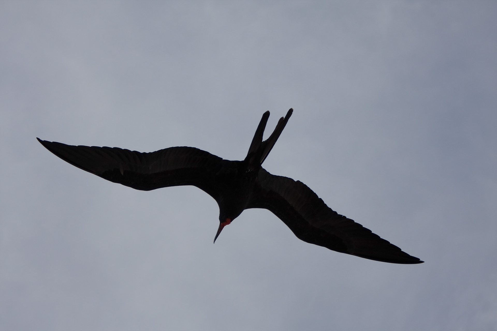 Frigate bird from boat