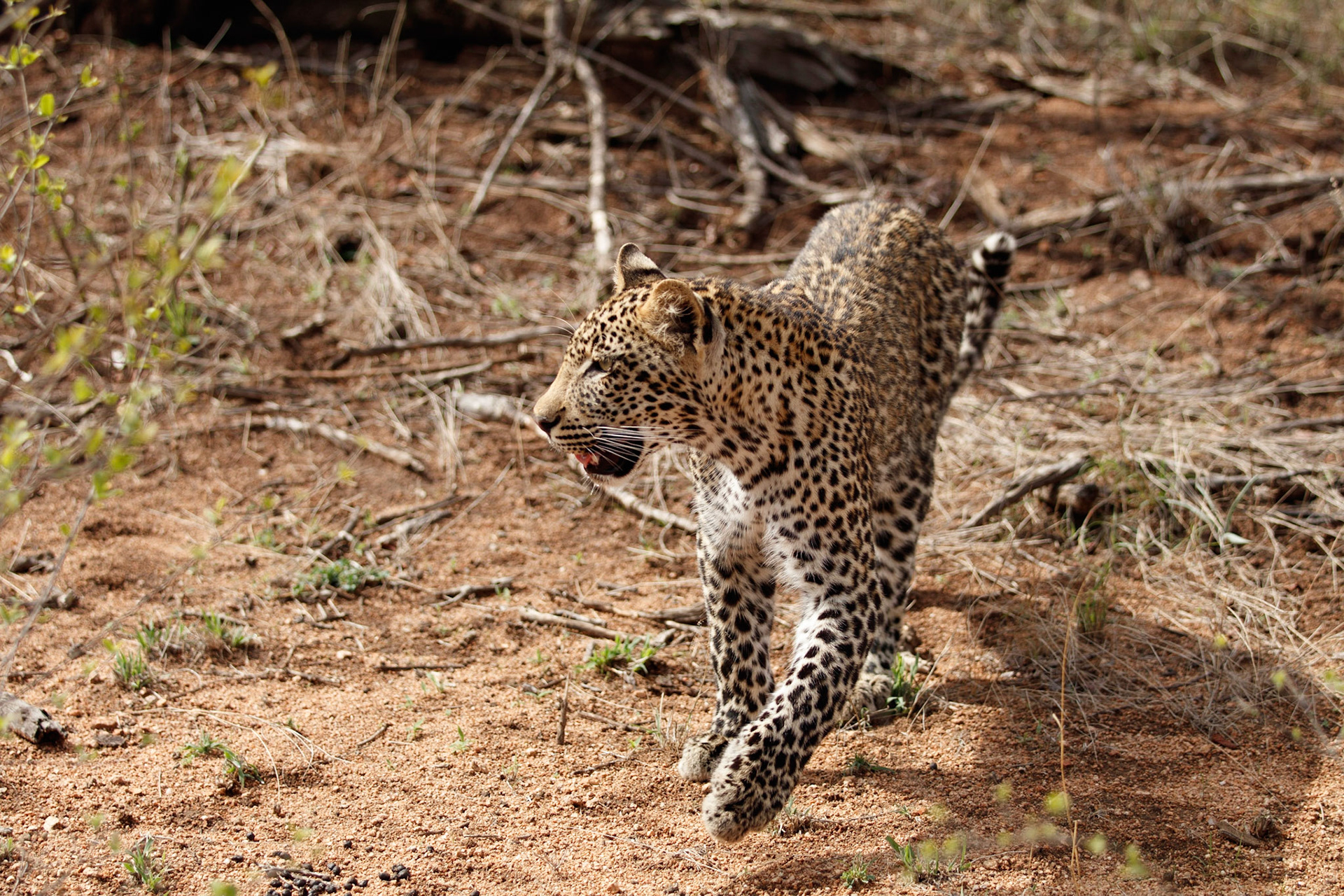Male leopard cub