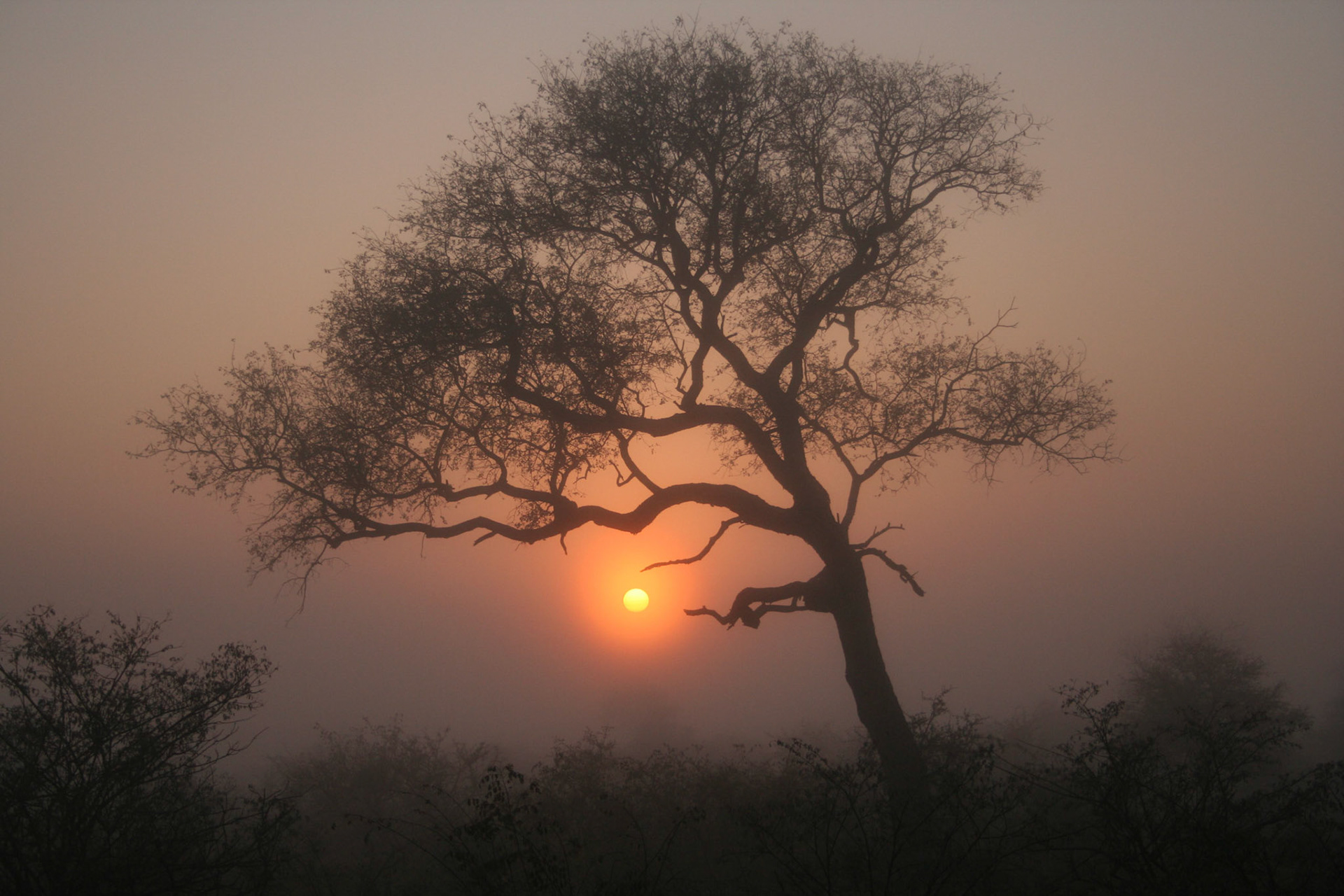 Sunrise through the early morning mist, South Africa