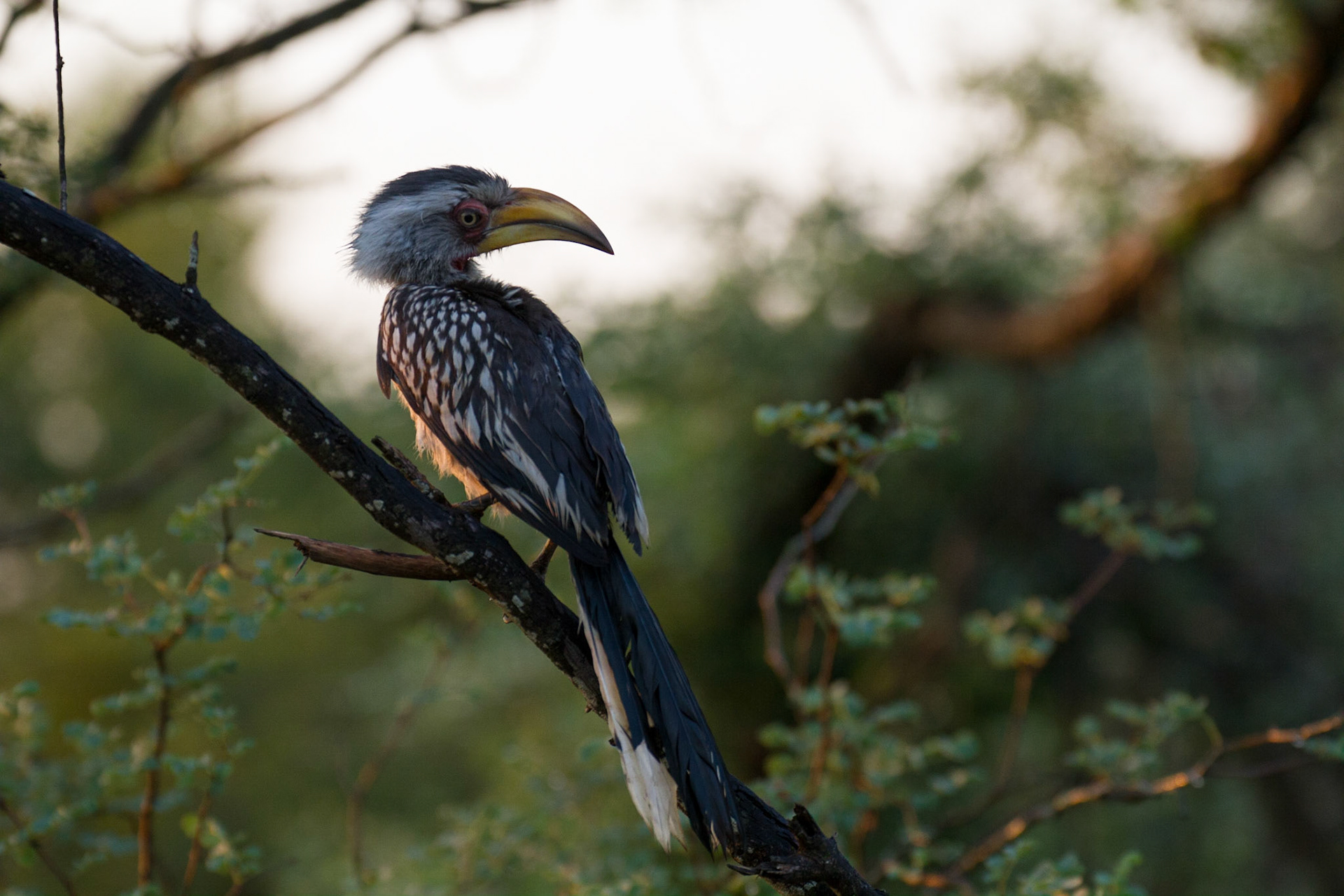 Yellow billed hornbill