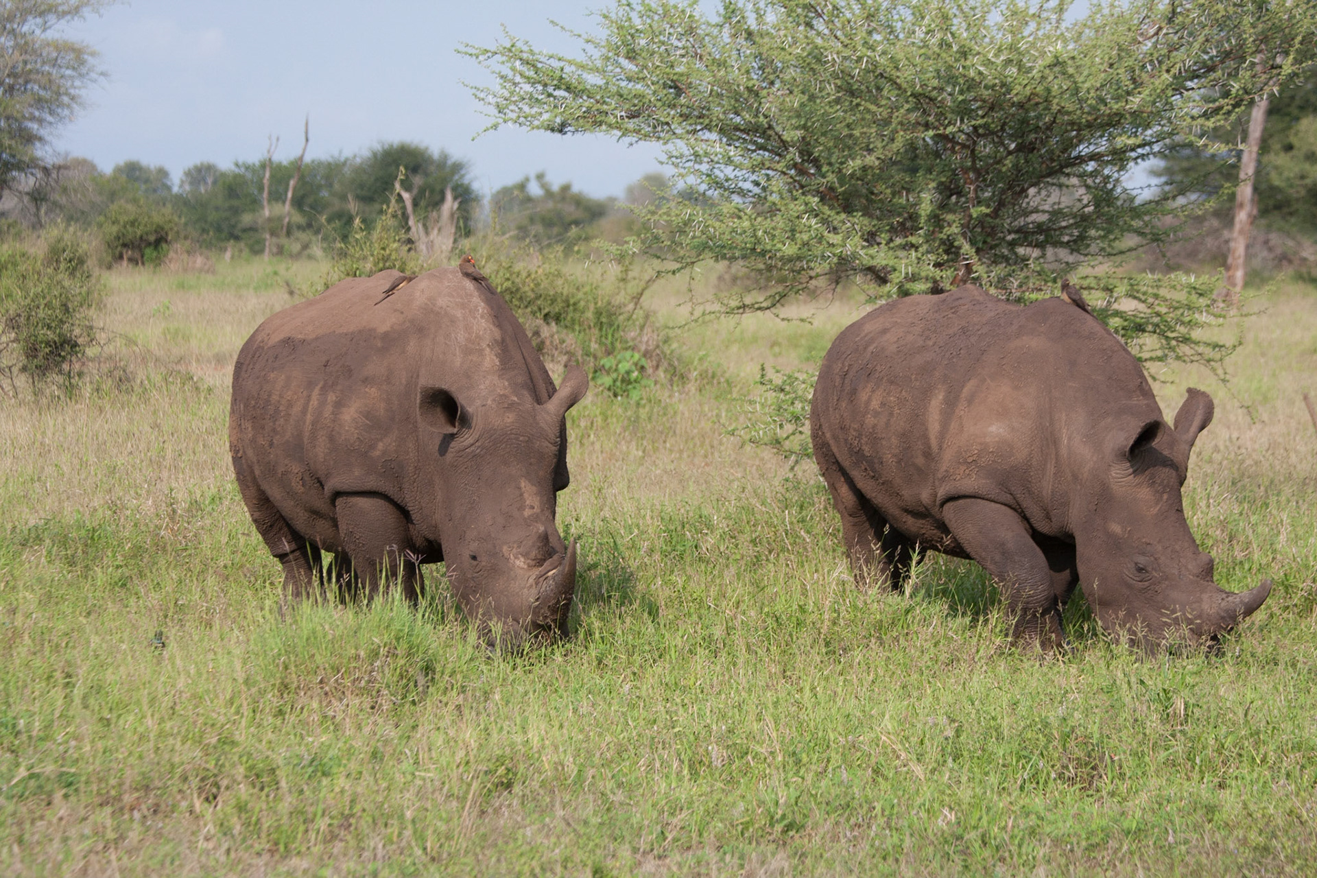 White rhinos