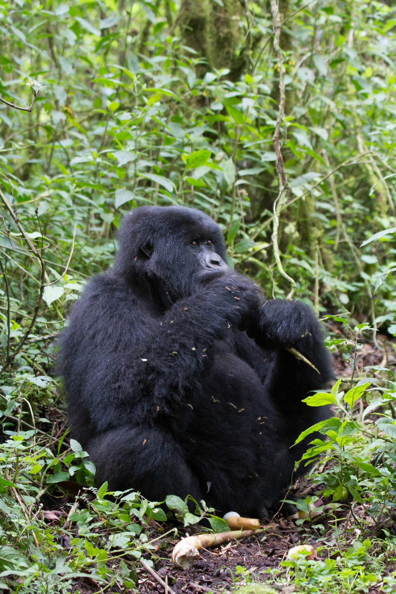 Mountain gorilla