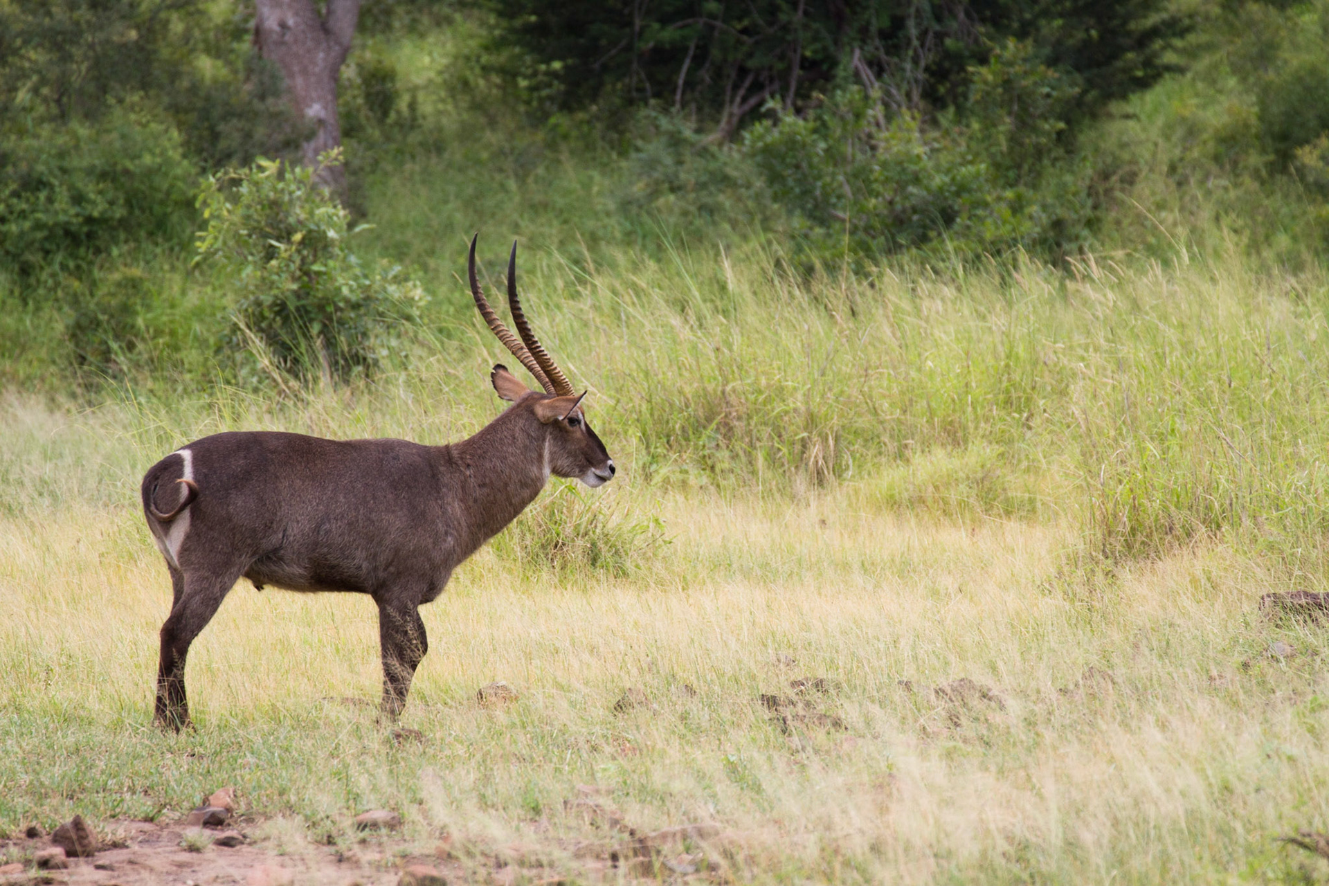 Male waterbuck