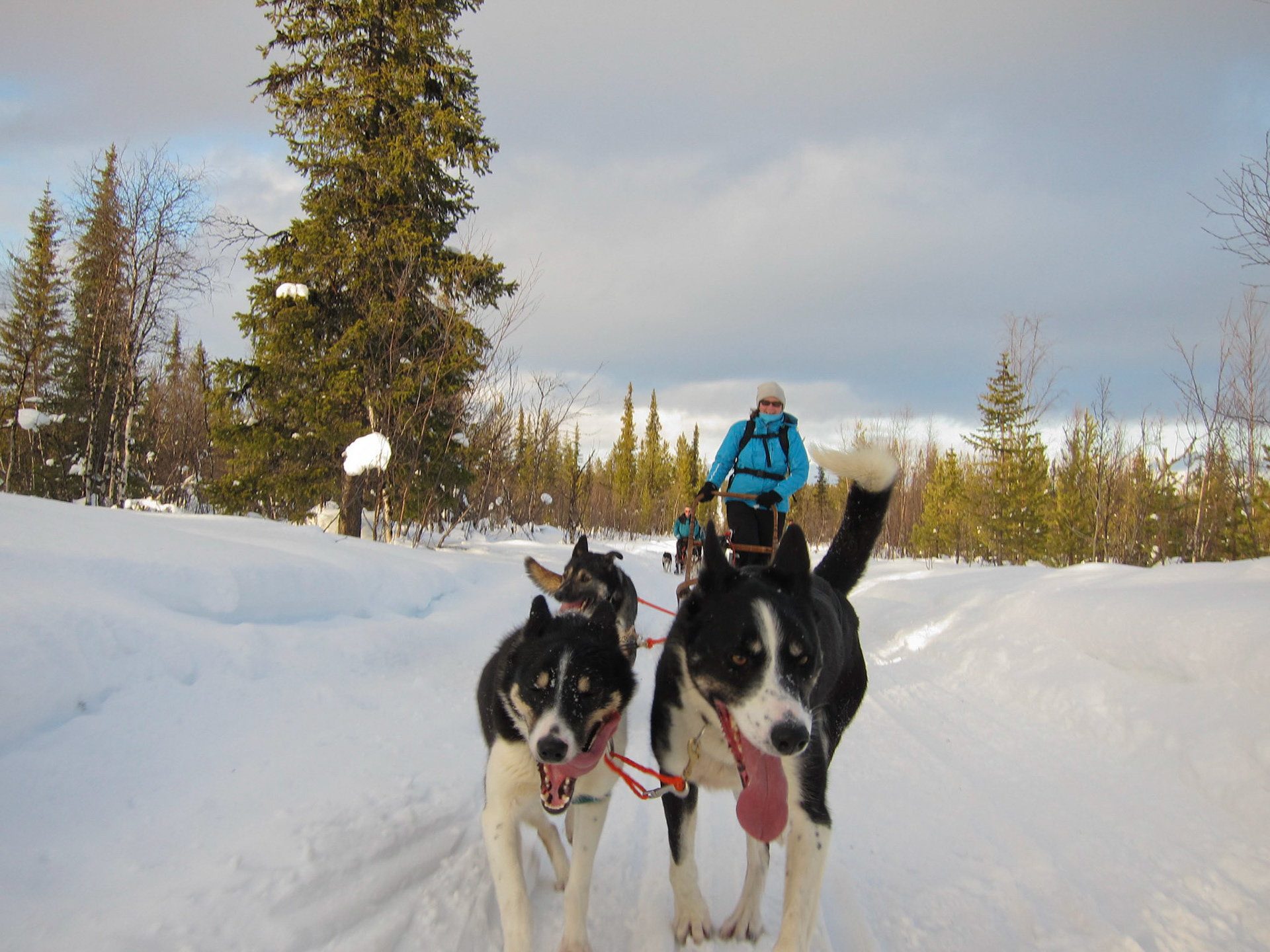 Sue in action husky sledging