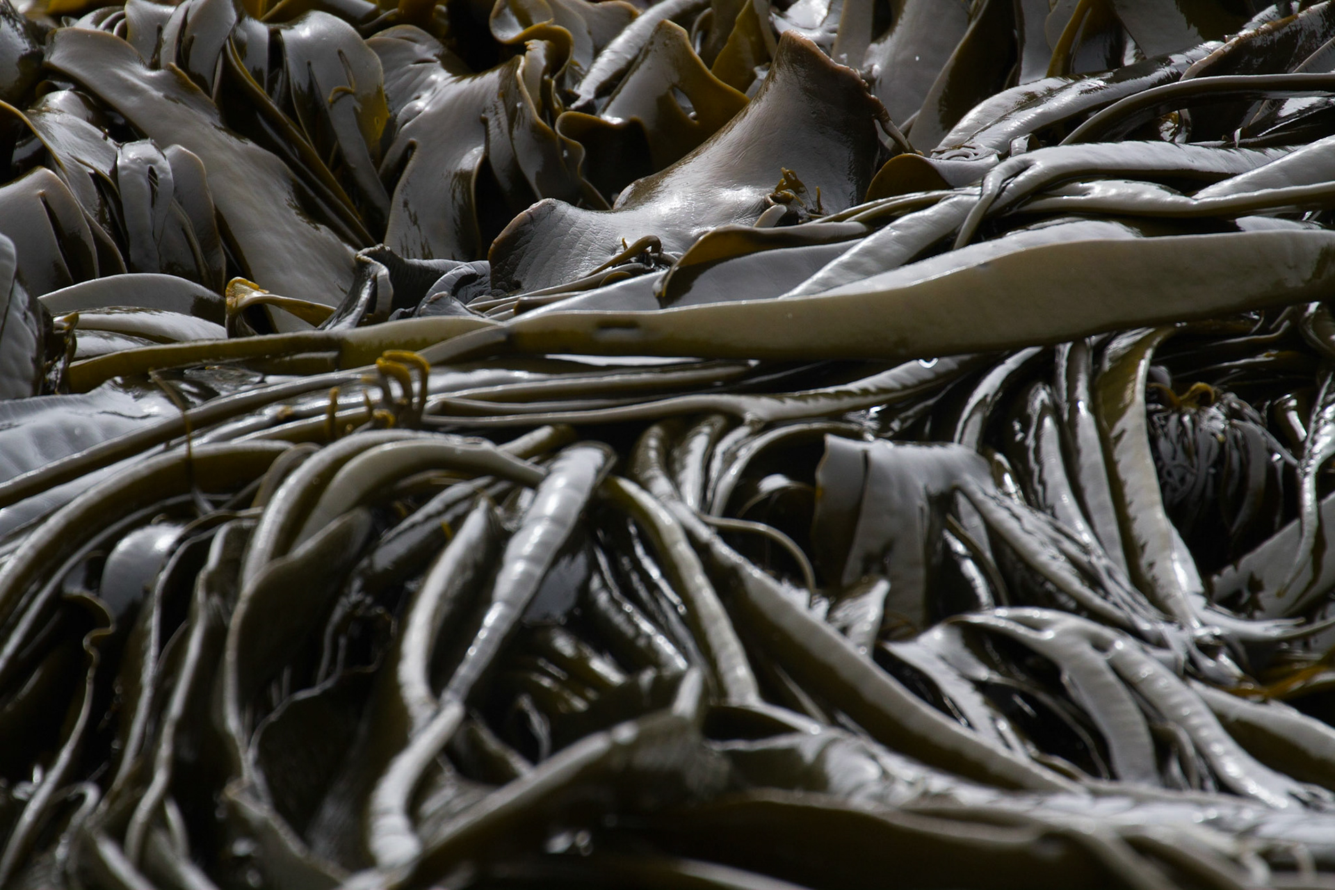 Seaweed