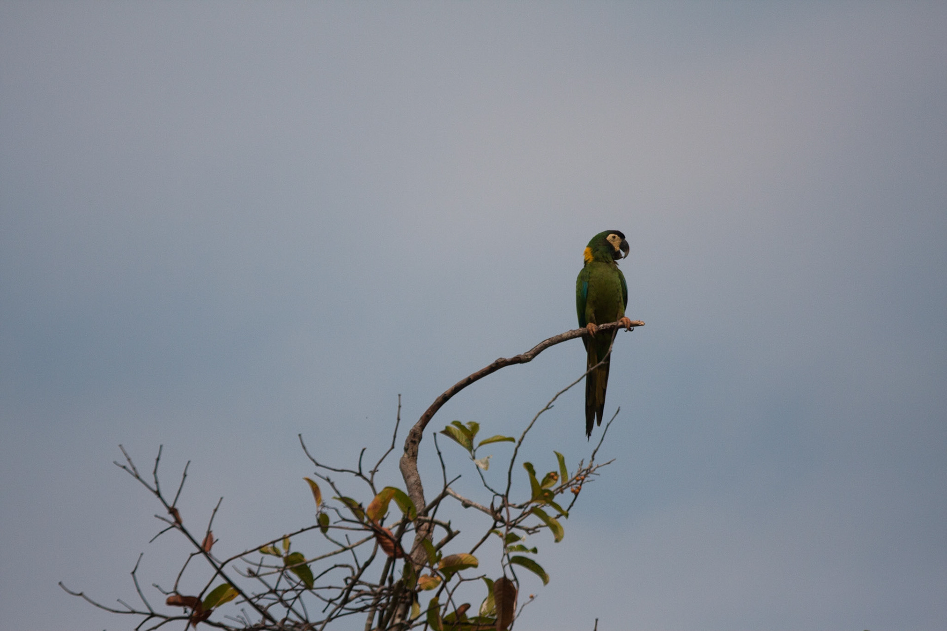 Golden-collared macaw