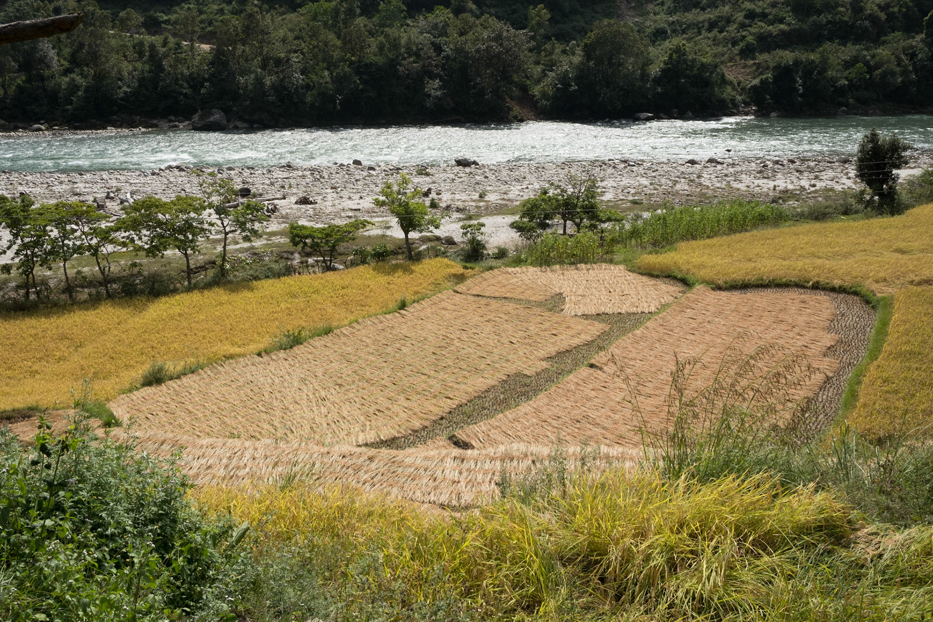 Harvesting rice, Butterfly trail