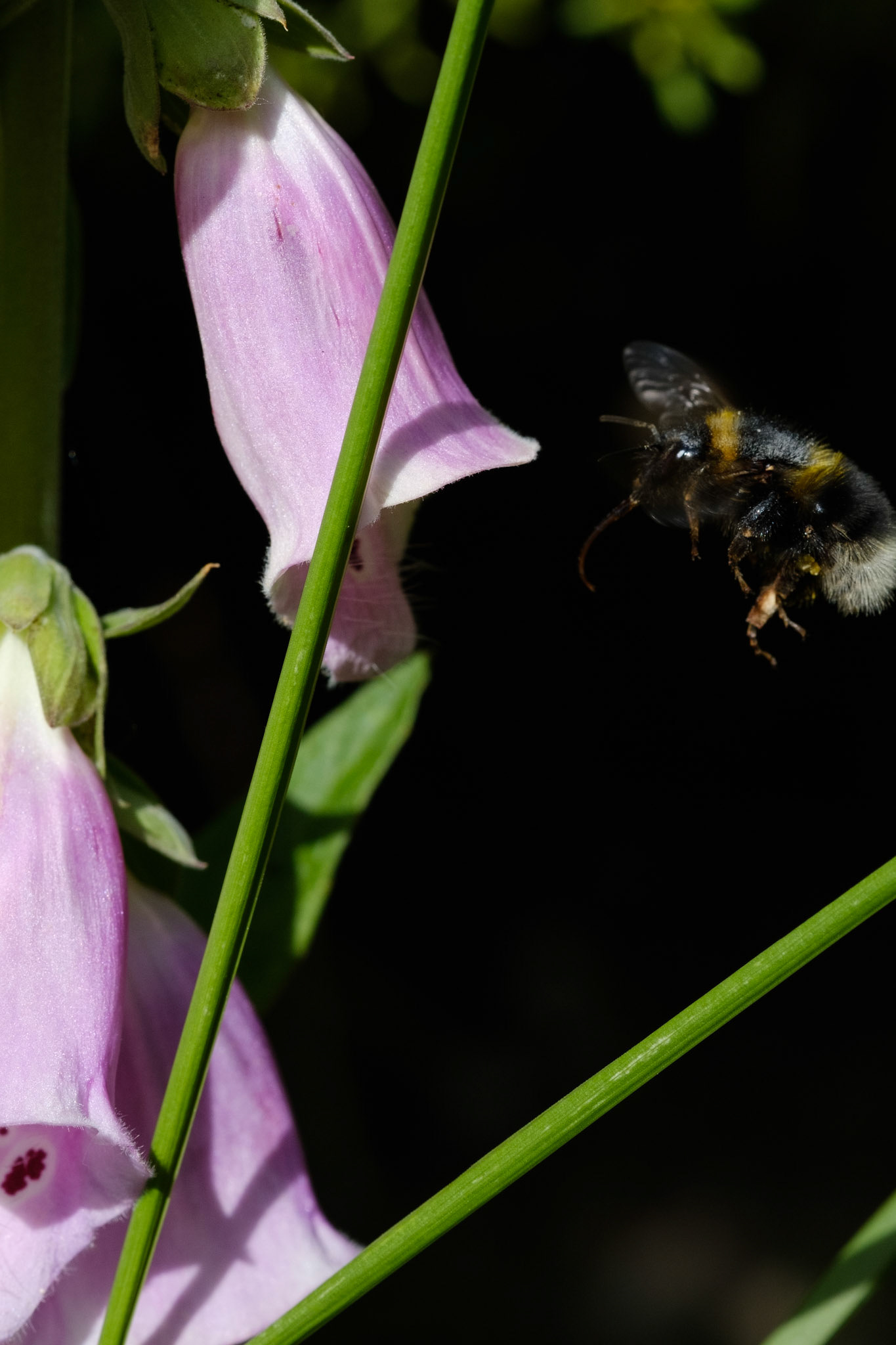Bee and foxglove
