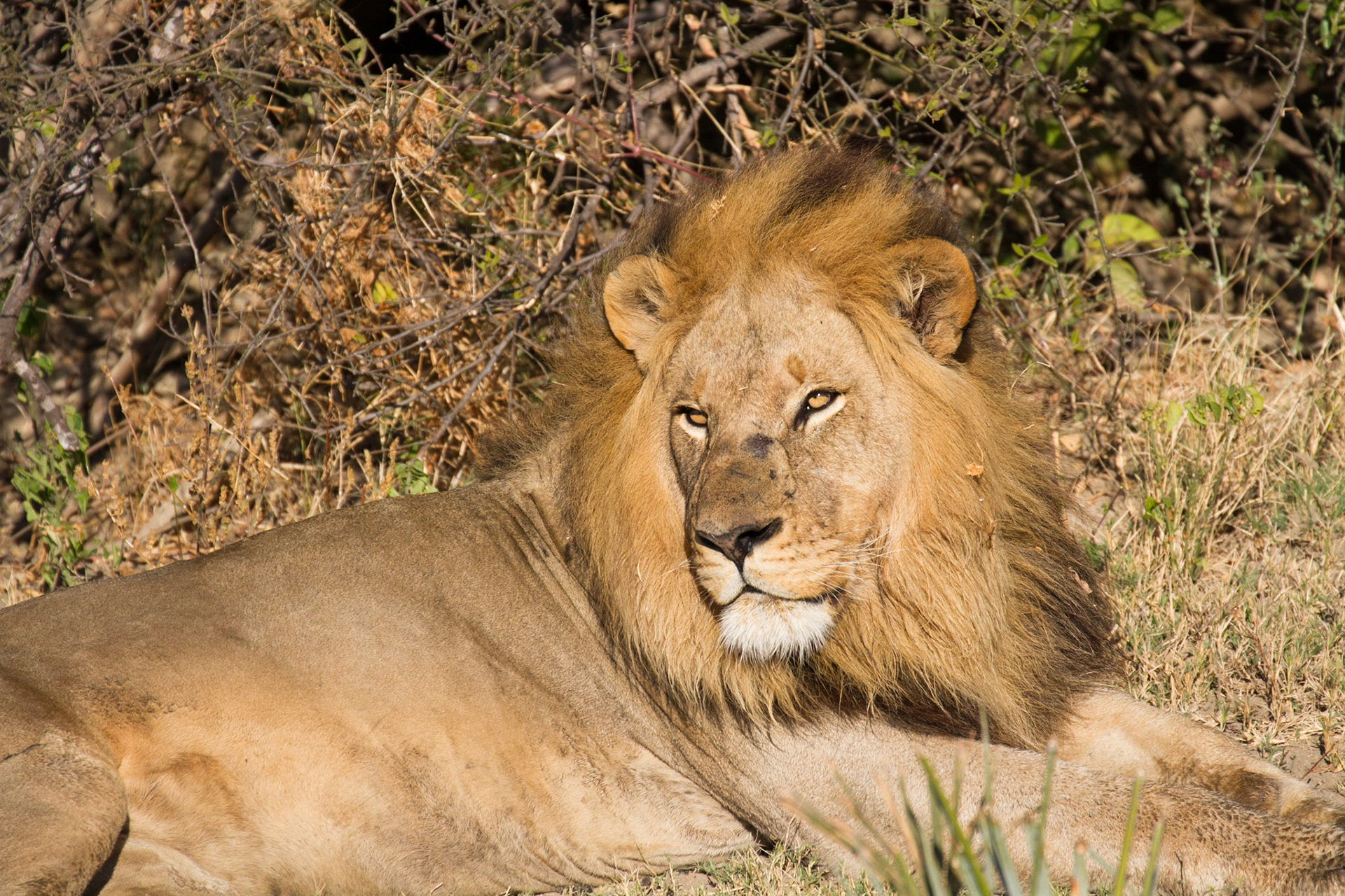 Male lion in the Okavango Delta