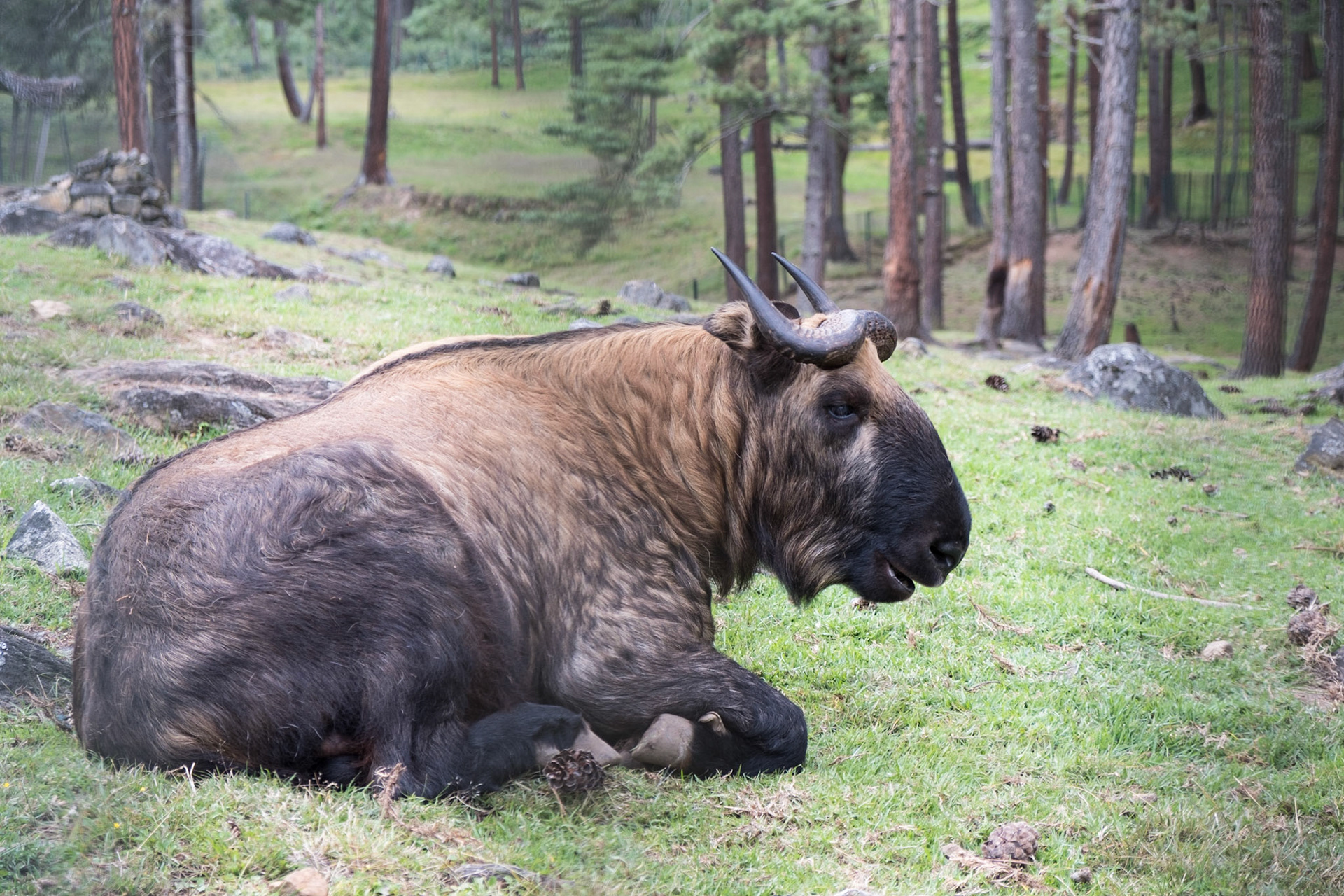 Takin at the Royal Takin Preserve Motithang
