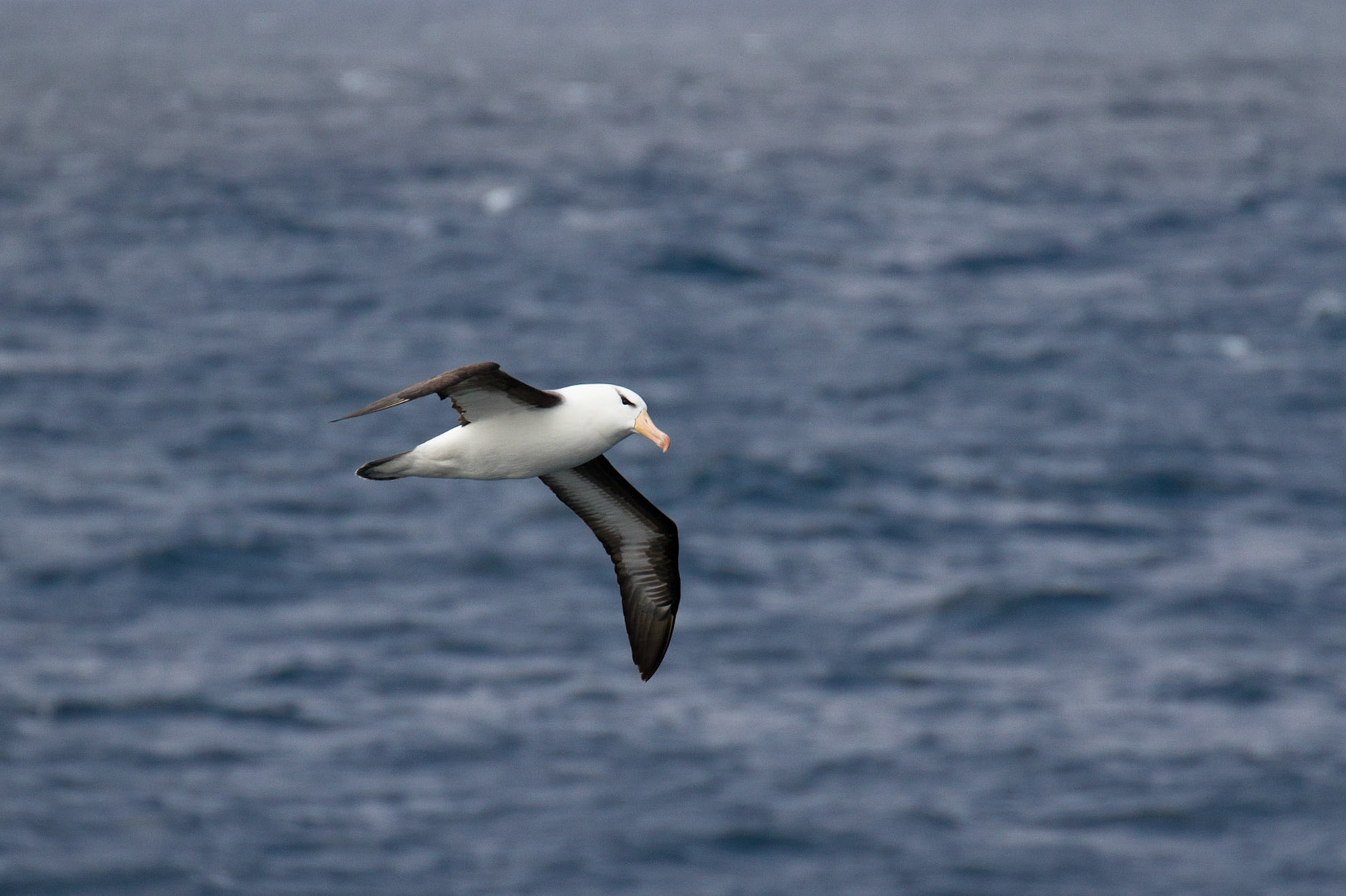 Black browed albatross