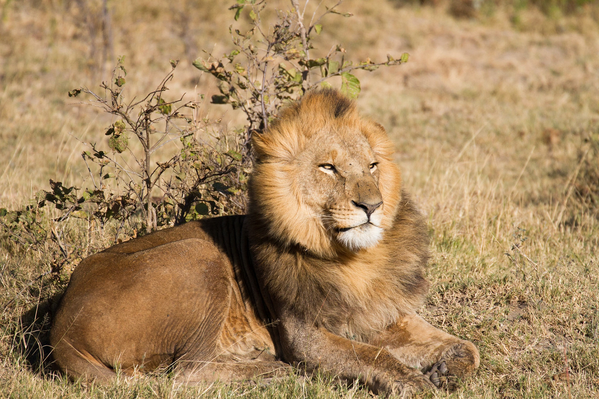 Male lion in the Okavango Delta