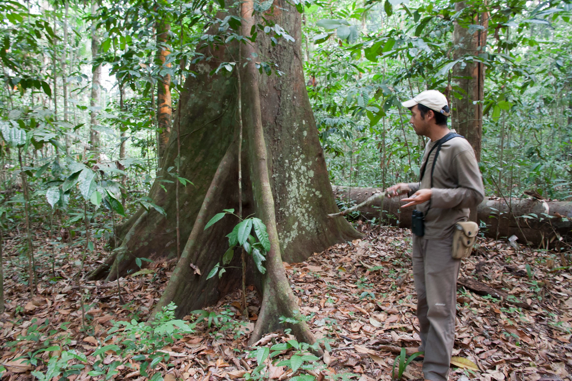 Fabio talking about the buttressed tree